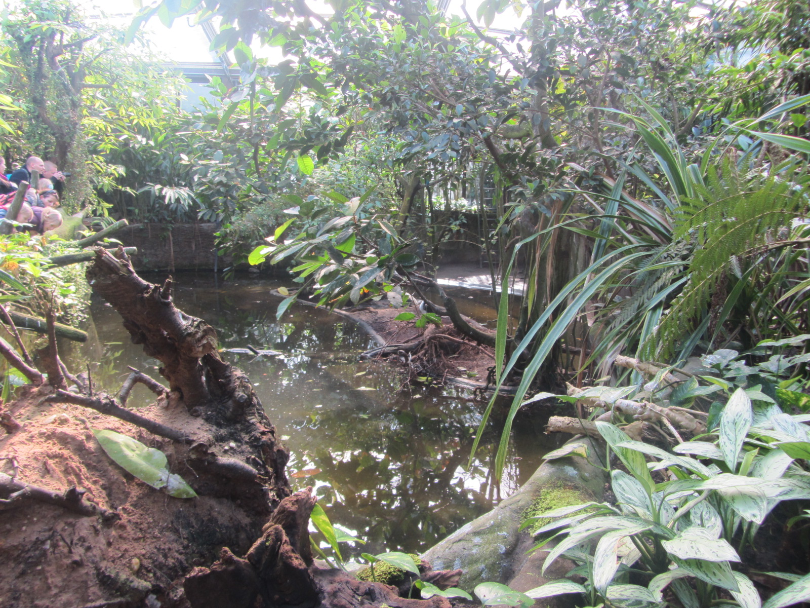 Burgers' Mangrove - General view