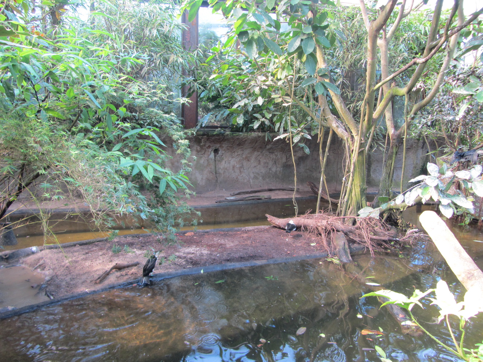 Burgers' Mangrove - General view
