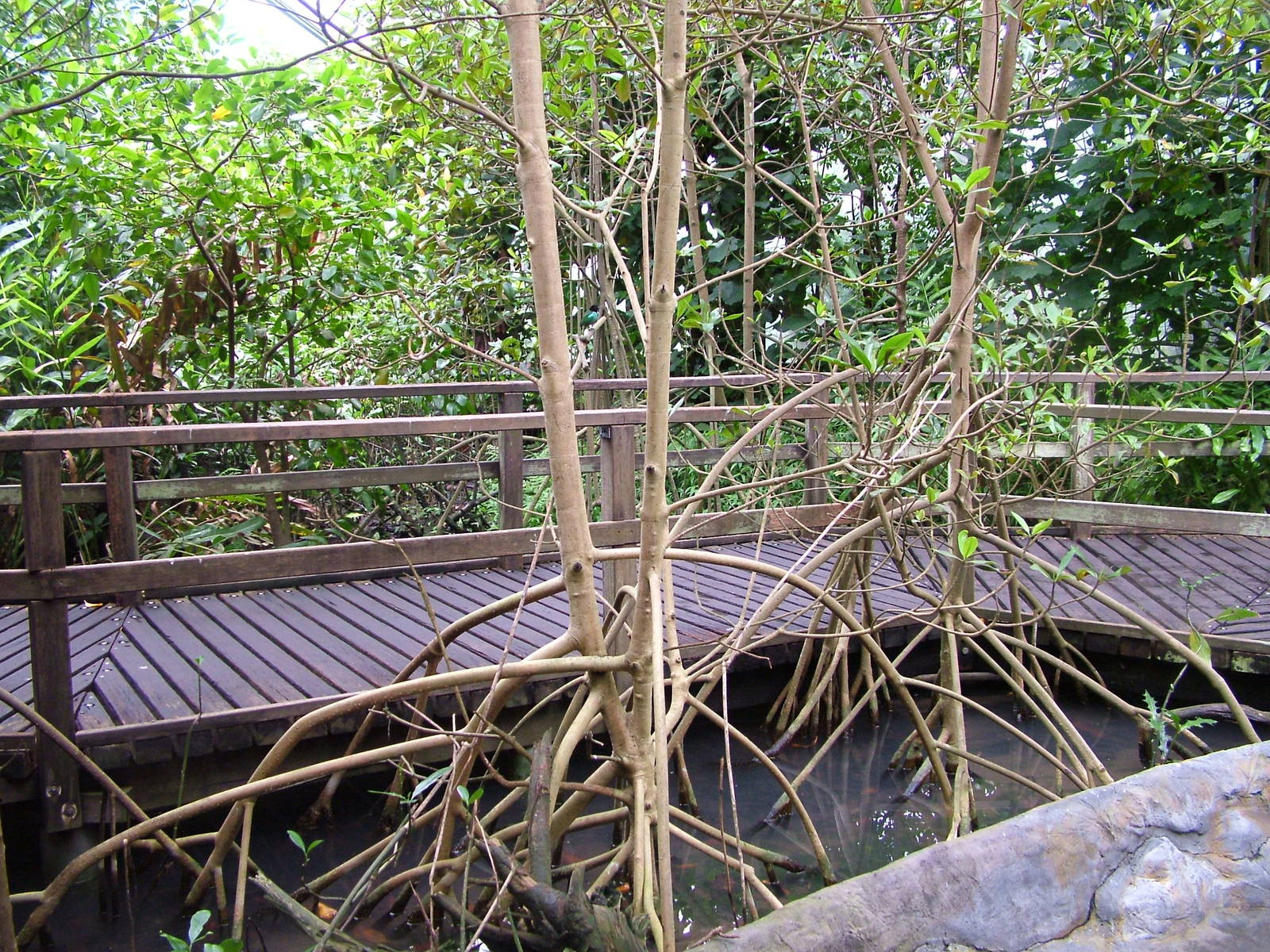 Burgers Mangrove Interior at Burgers Zoo Arnhem, 29/08/10