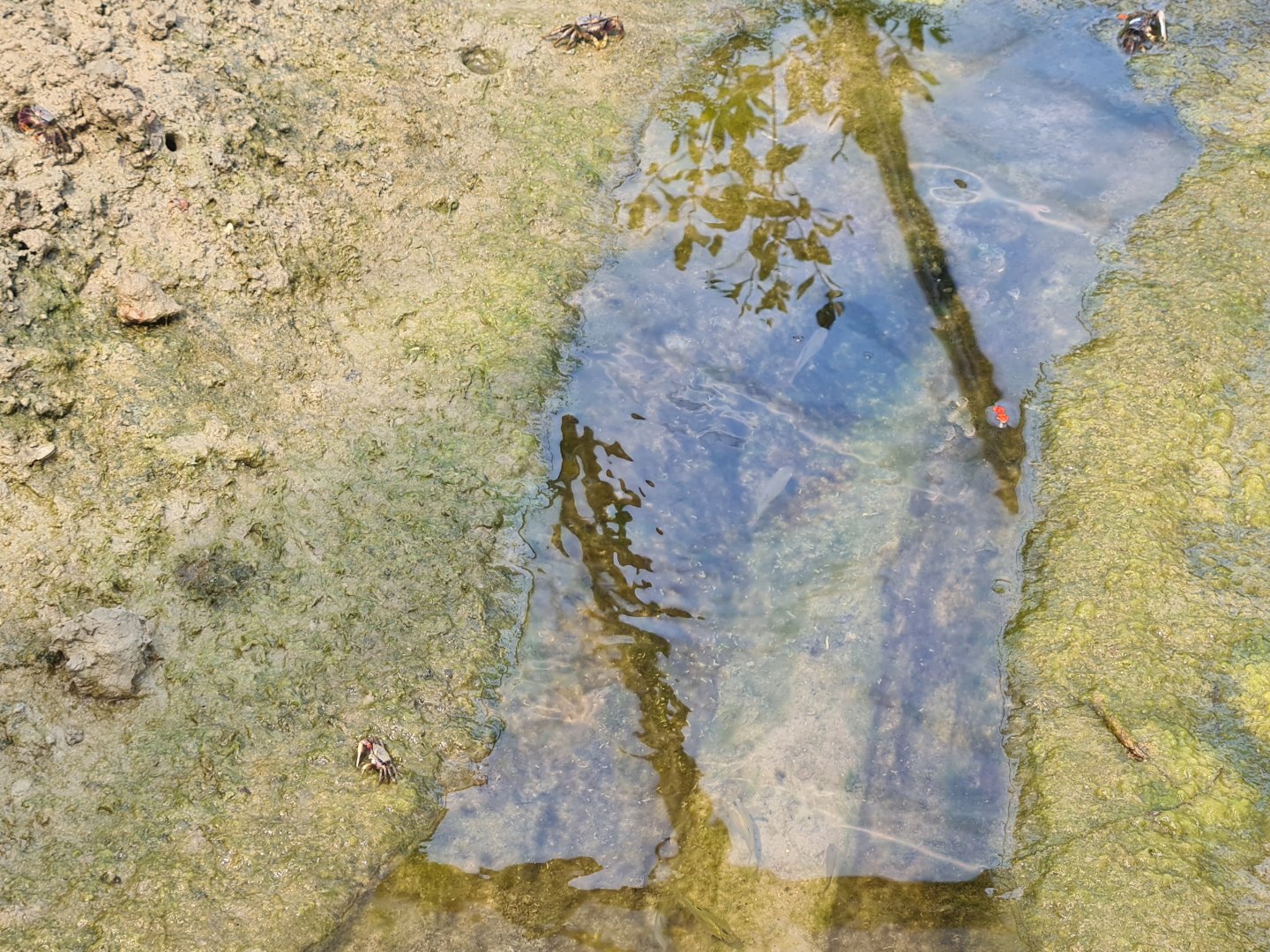 Burgers' Mangrove - Juvenile fiddler crabs