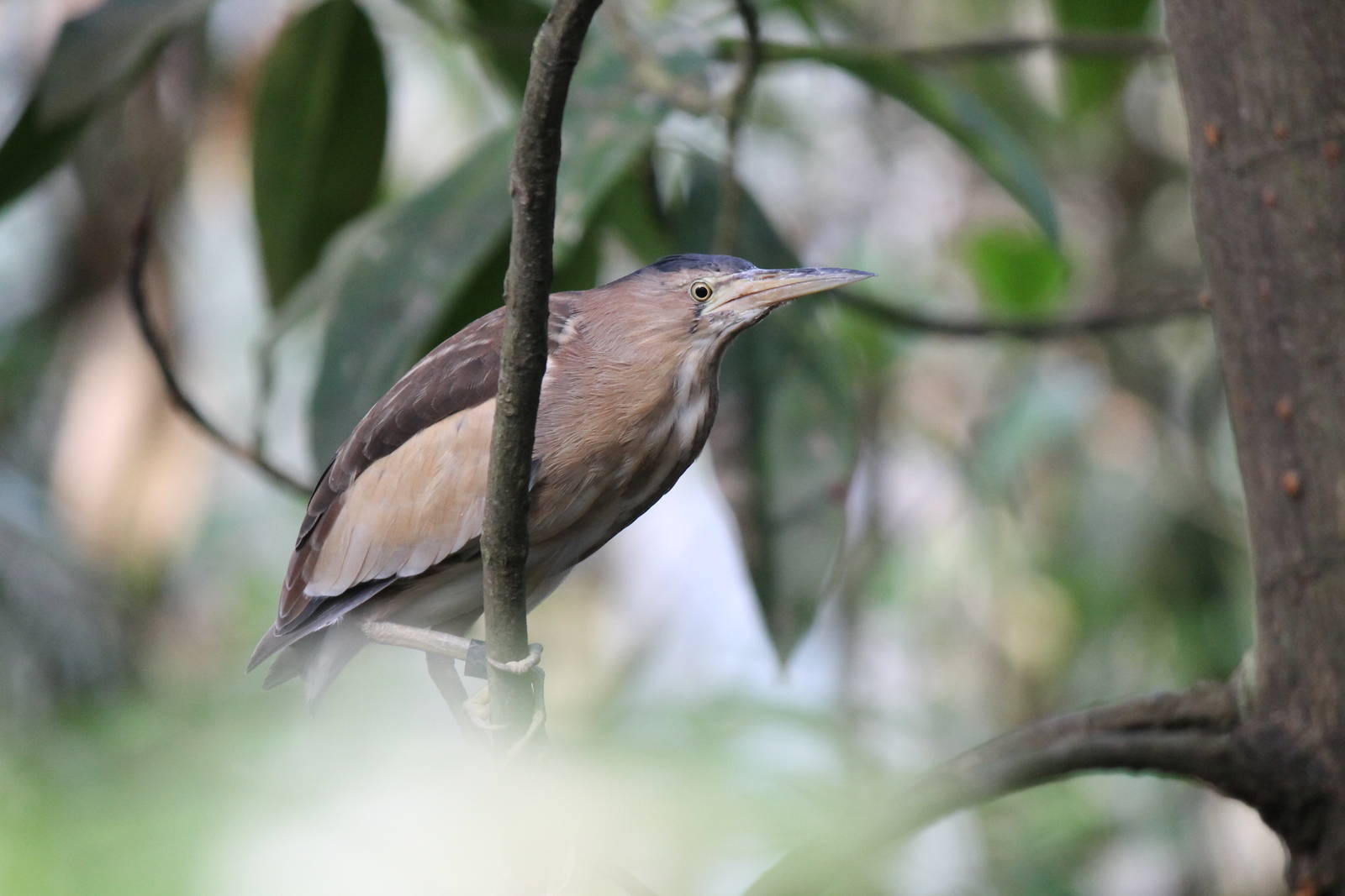 Burgers' Mangrove - Little bittern