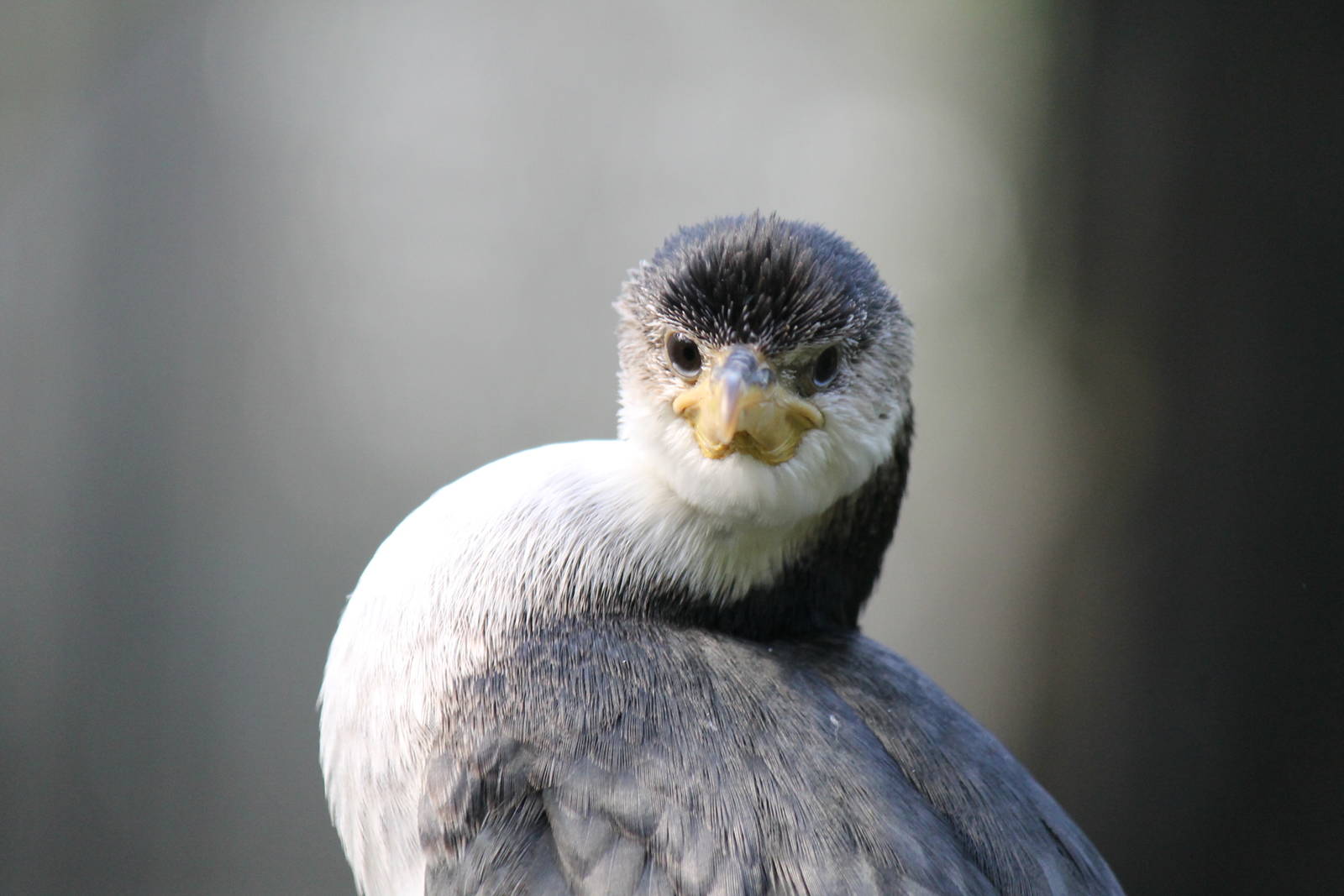 Burgers' Mangrove - Little pied cormorant