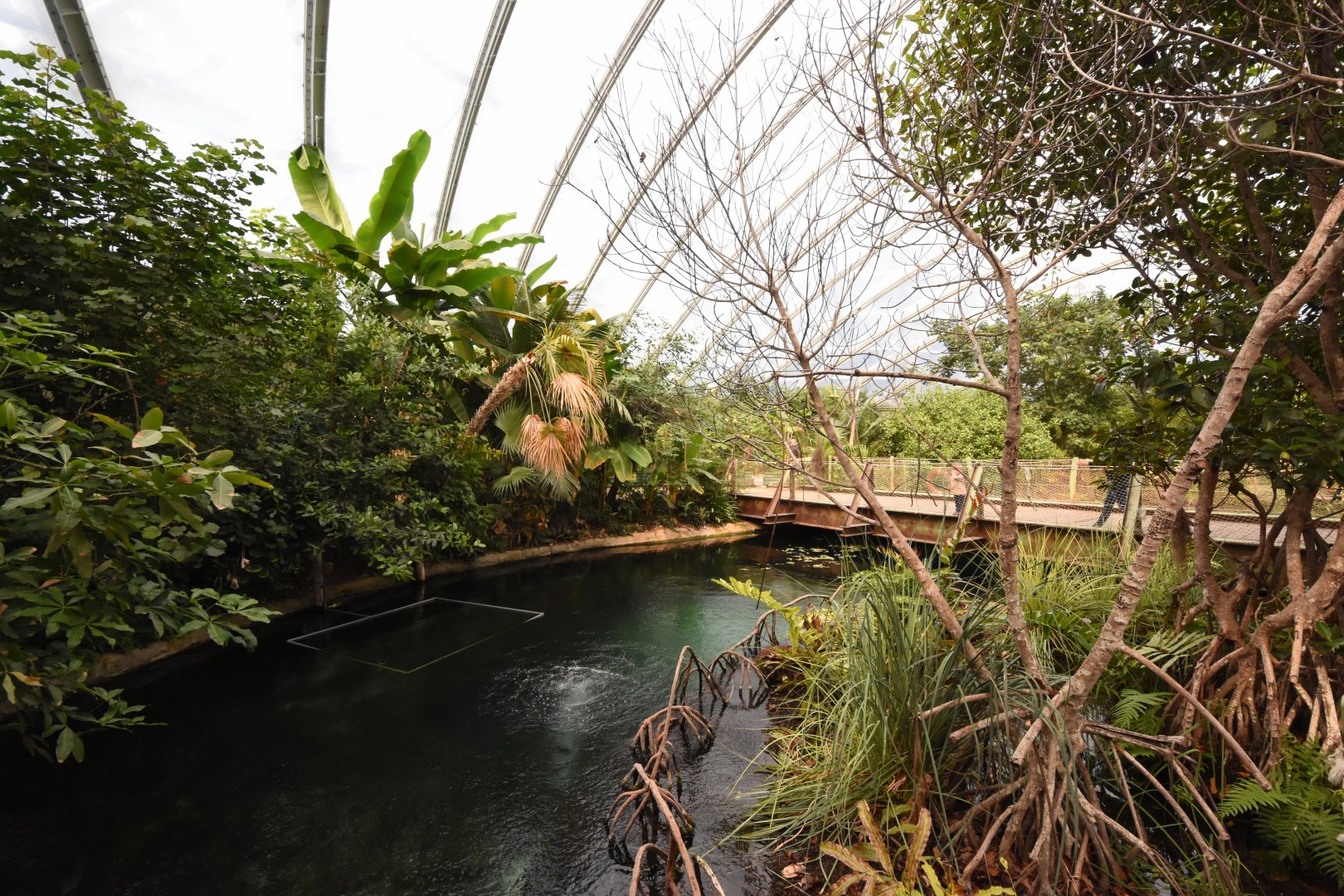 Burgers' Mangrove - Manatee tank separation part