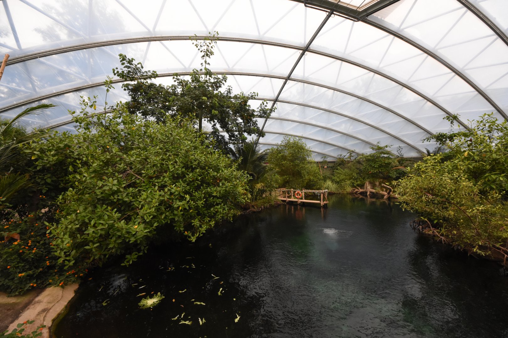 Burgers' Mangrove - Manatee tank