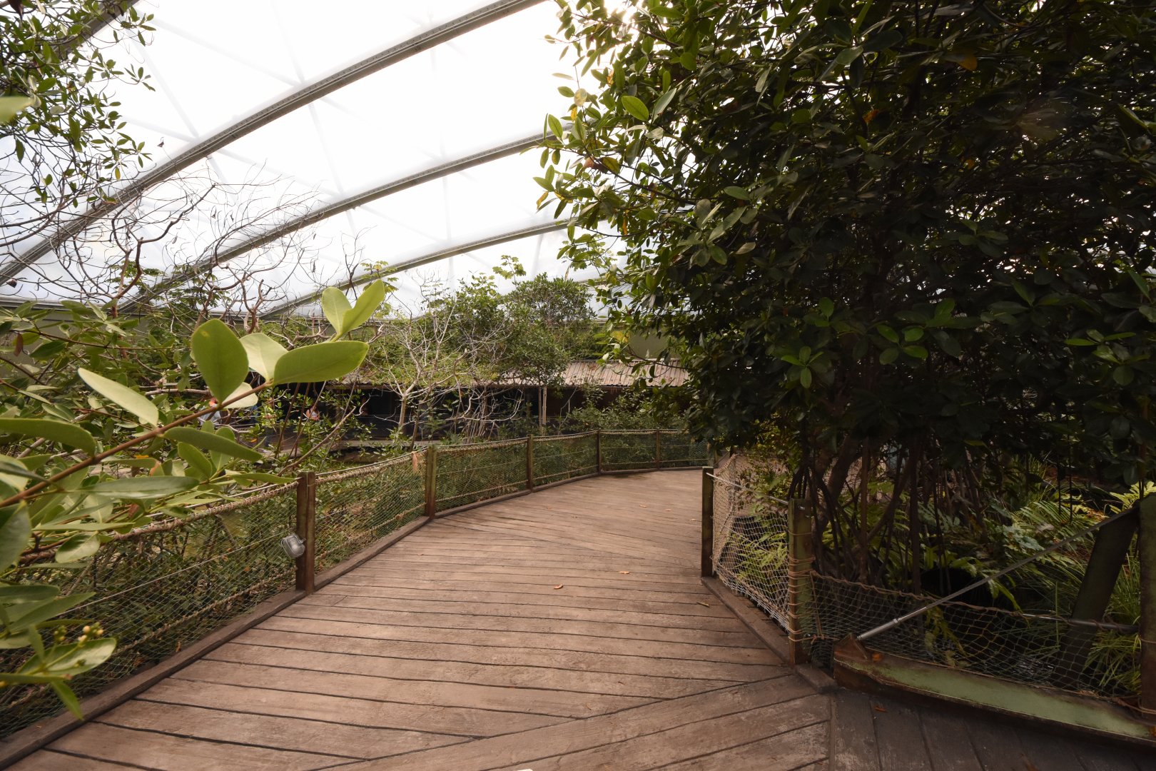 Burgers' Mangrove - Mangrove walk