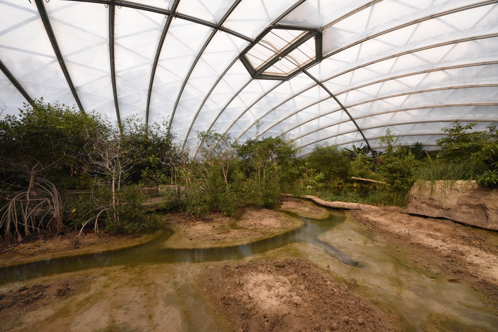 Burgers' Mangrove - Mudflat