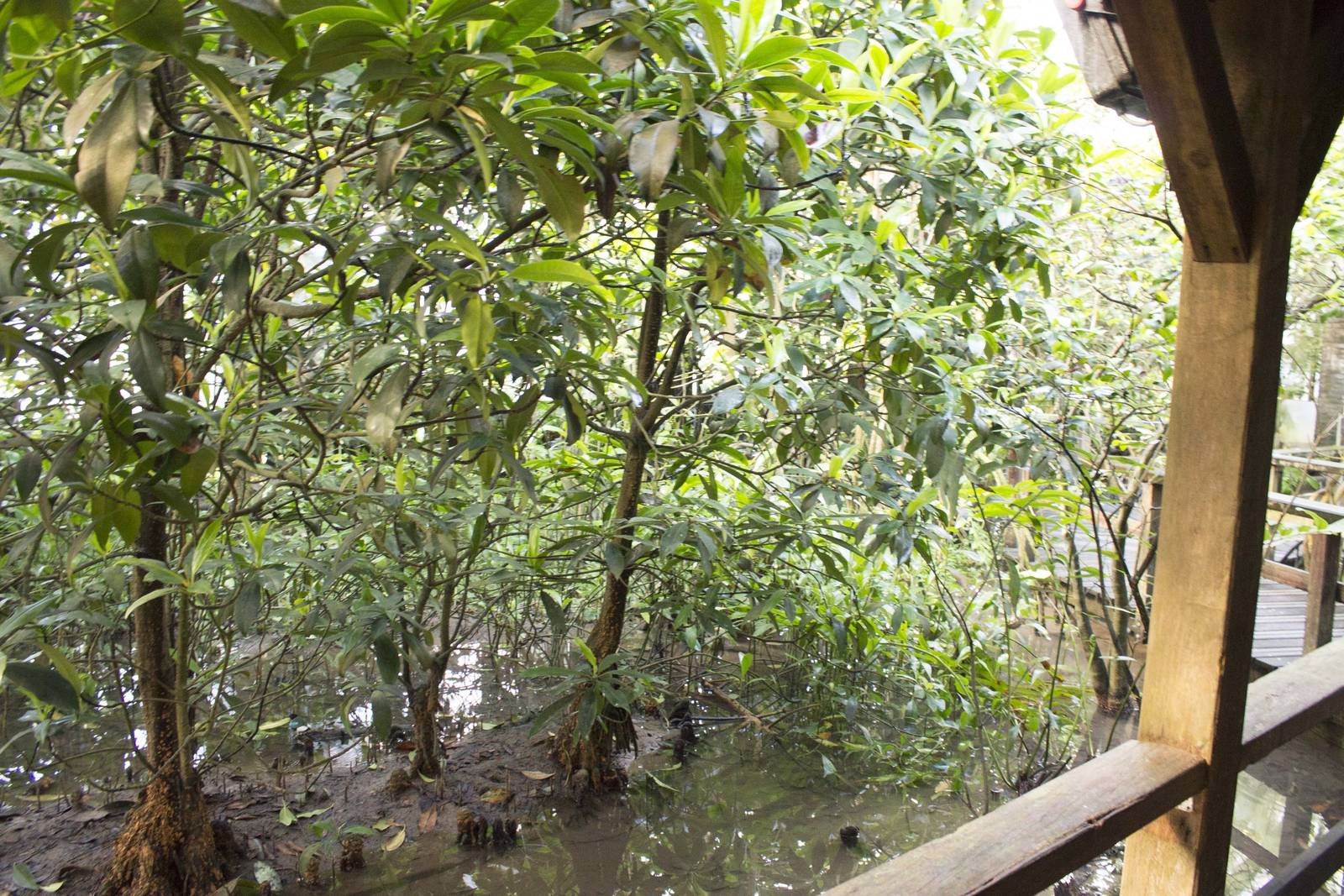 Burgers Mangrove (November 12th, 2015)