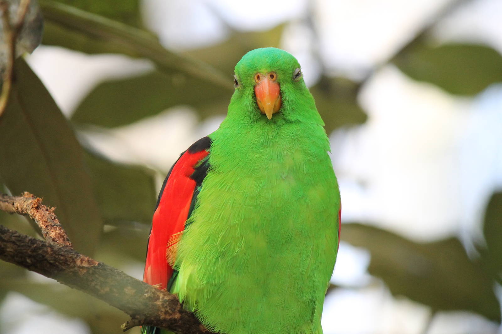 Burgers' Mangrove - Red-winged parrot