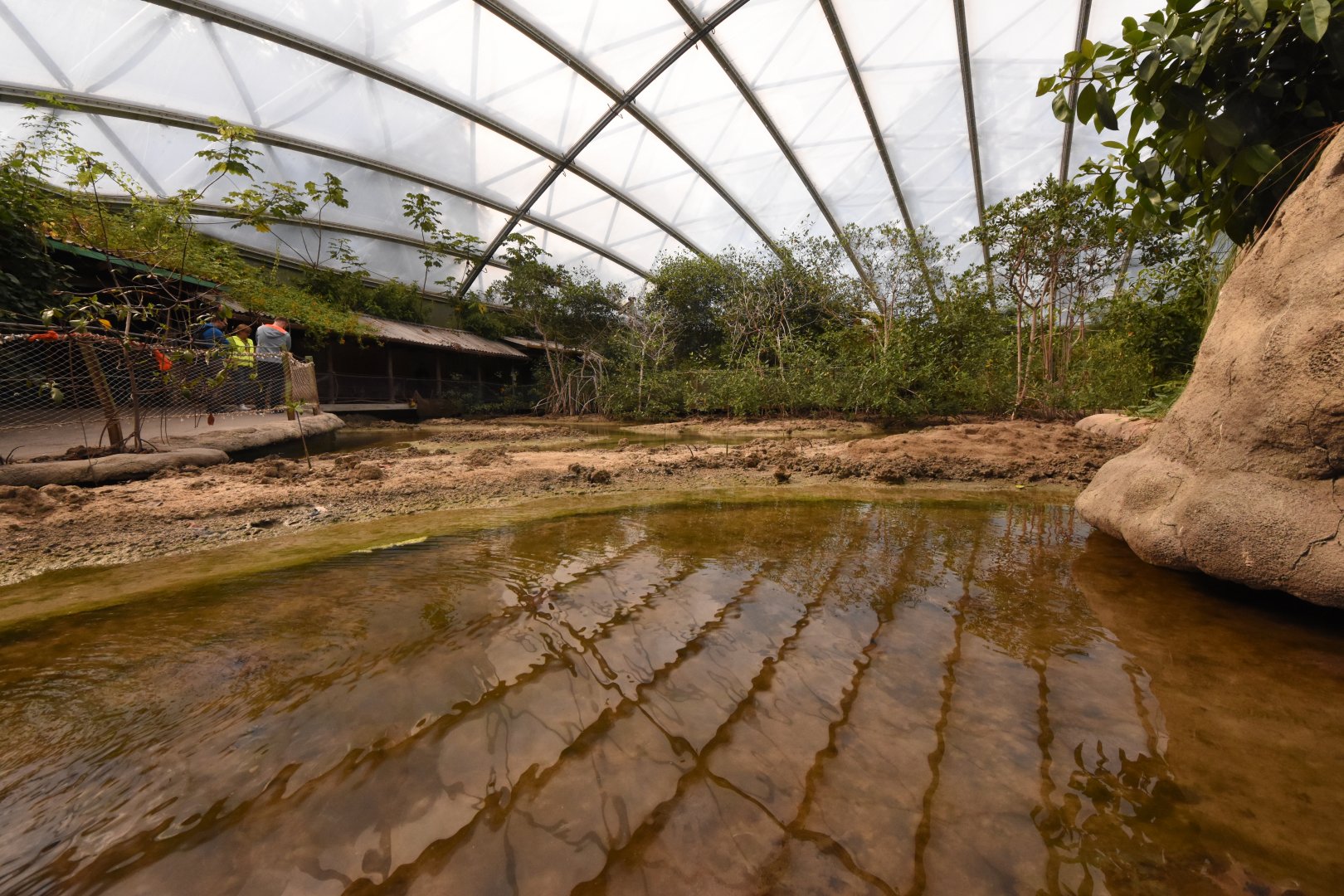 Burgers' Mangrove - Upside-down Jellyfish enclosure
