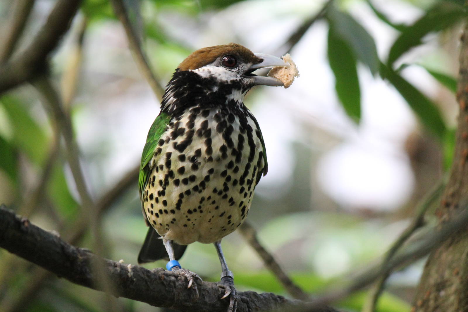 Burgers' Mangrove - White-eared catbird