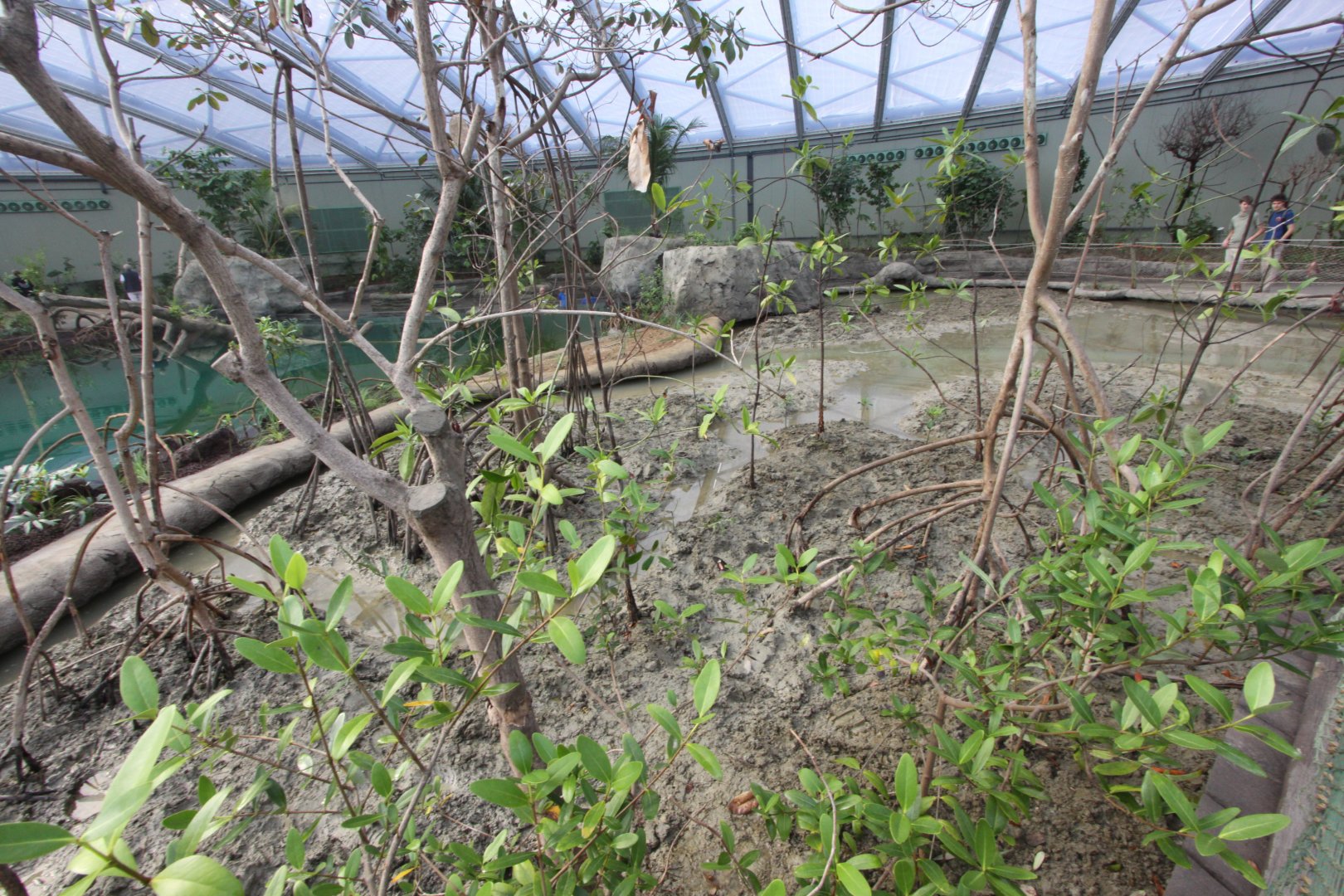 Burgers' Mangrove, zoutwaterkreek