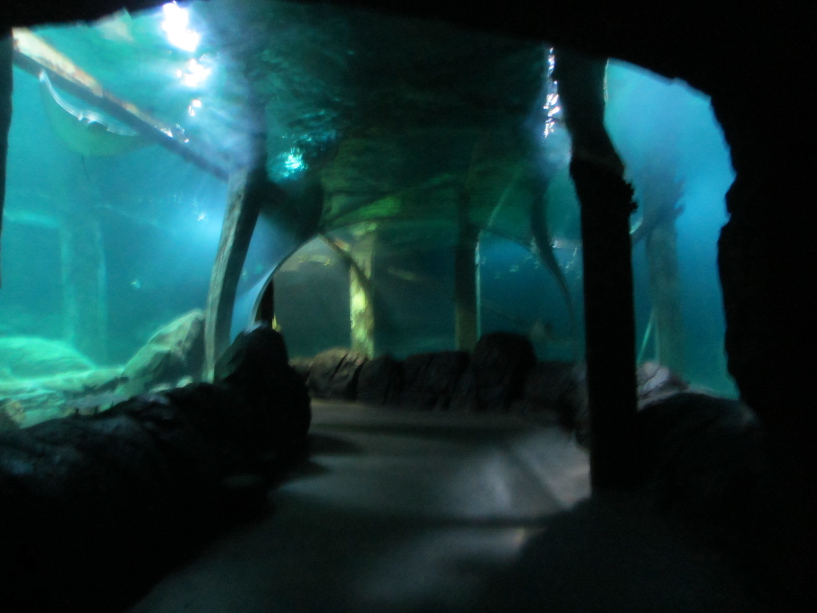 Burgers' Ocean - Acrylic tunnel