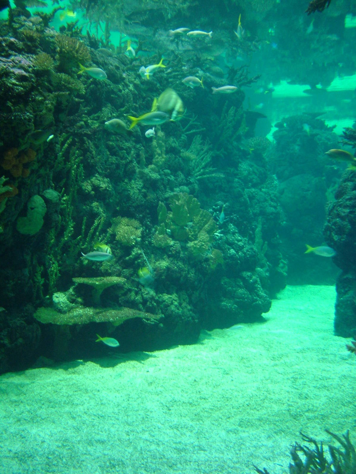 Burgers Ocean at Burgers Zoo Arnhem, 29/08/10