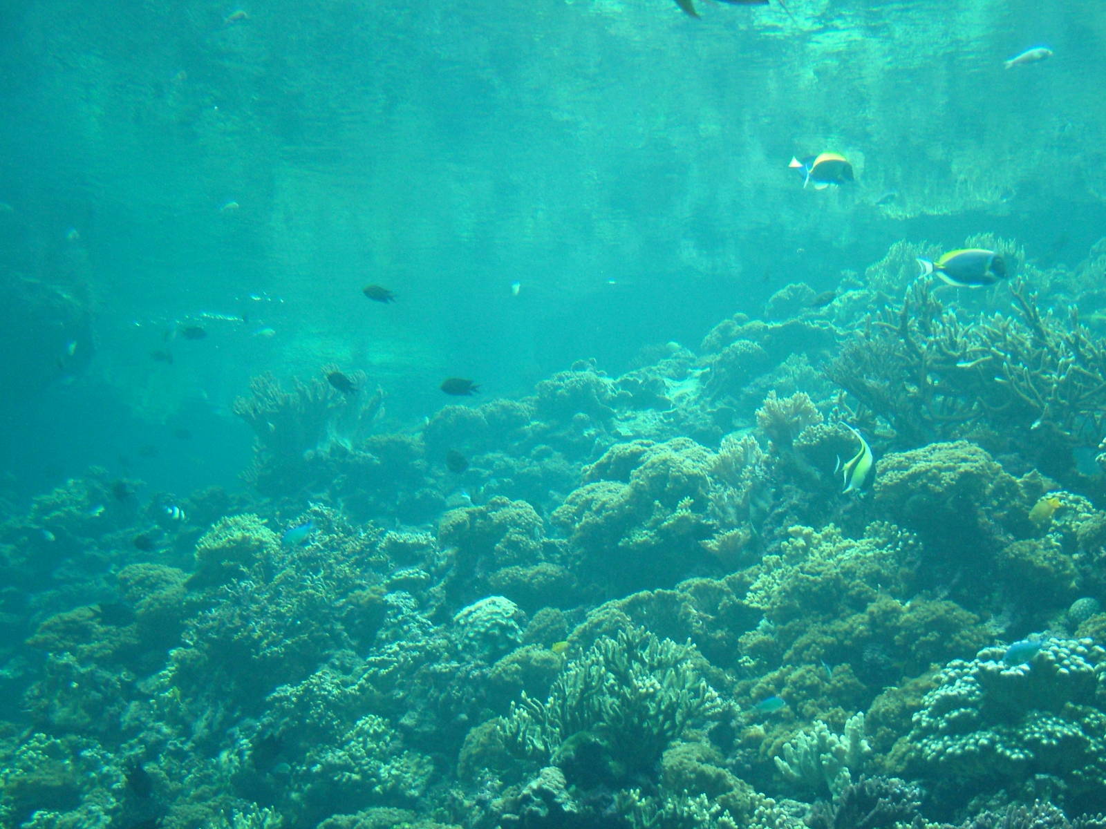 Burgers Ocean at Burgers Zoo Arnhem, 29/08/10