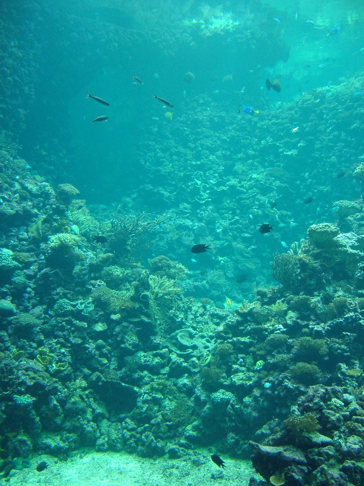 Burgers Ocean at Burgers Zoo Arnhem, 29/08/10