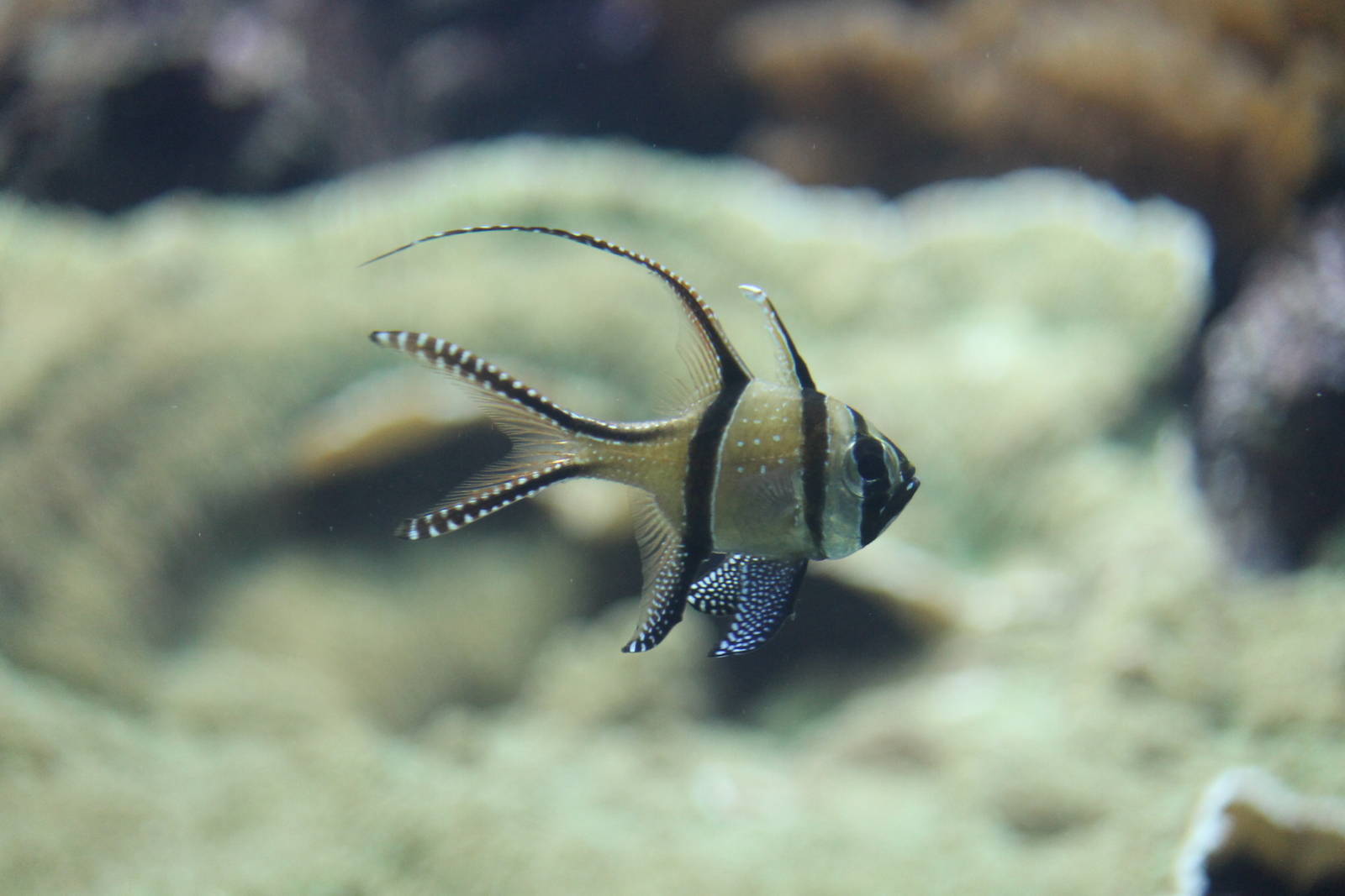 Burgers' Ocean - Banggai cardinalfish