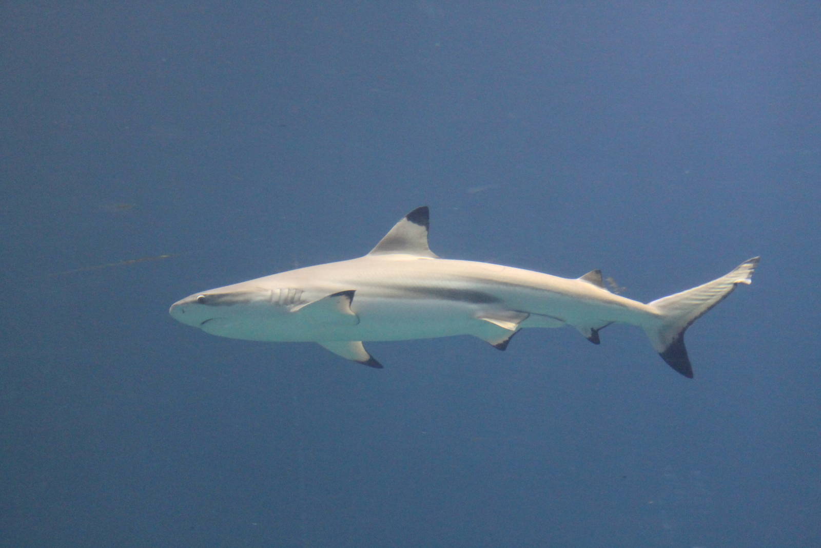 Burgers' Ocean - Blacktip reef shark