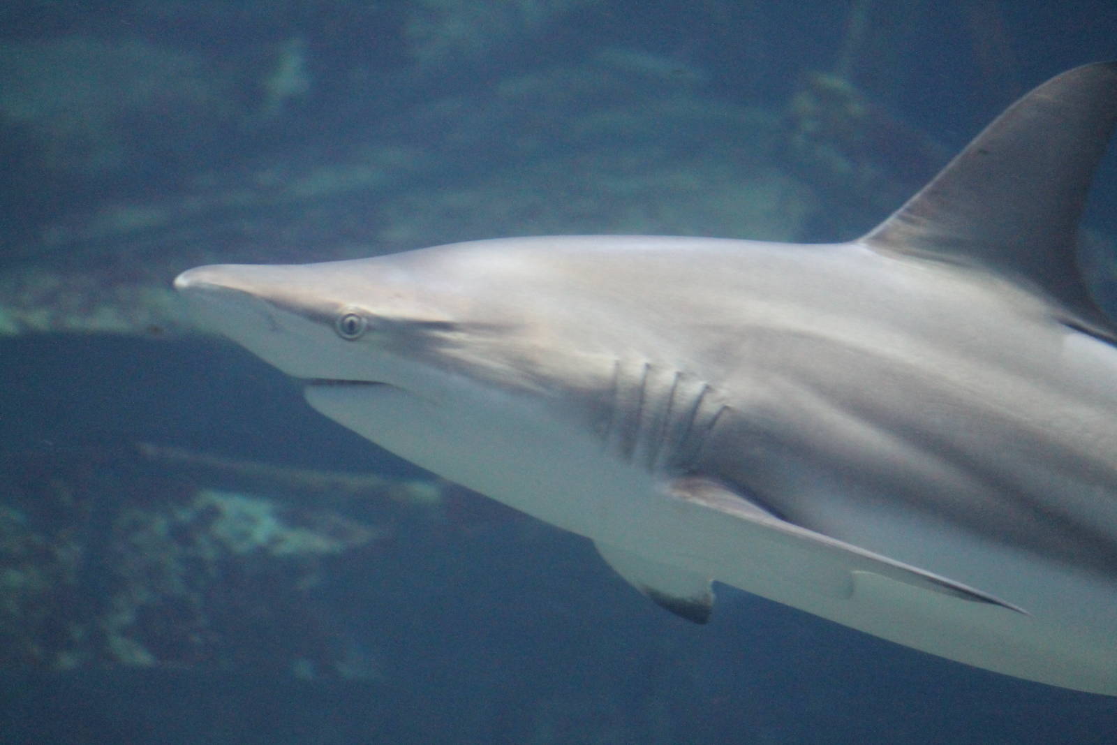 Burgers' Ocean - Blacktip shark