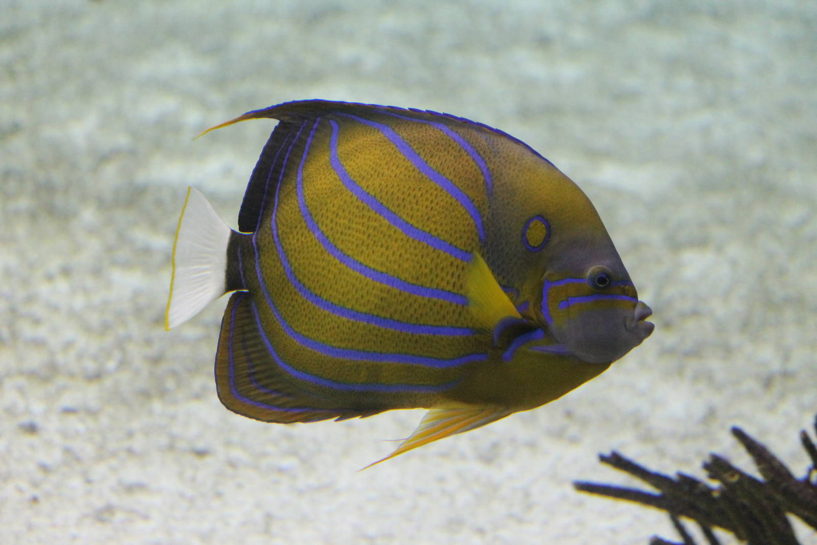 Burgers' Ocean - Blue ring angelfish