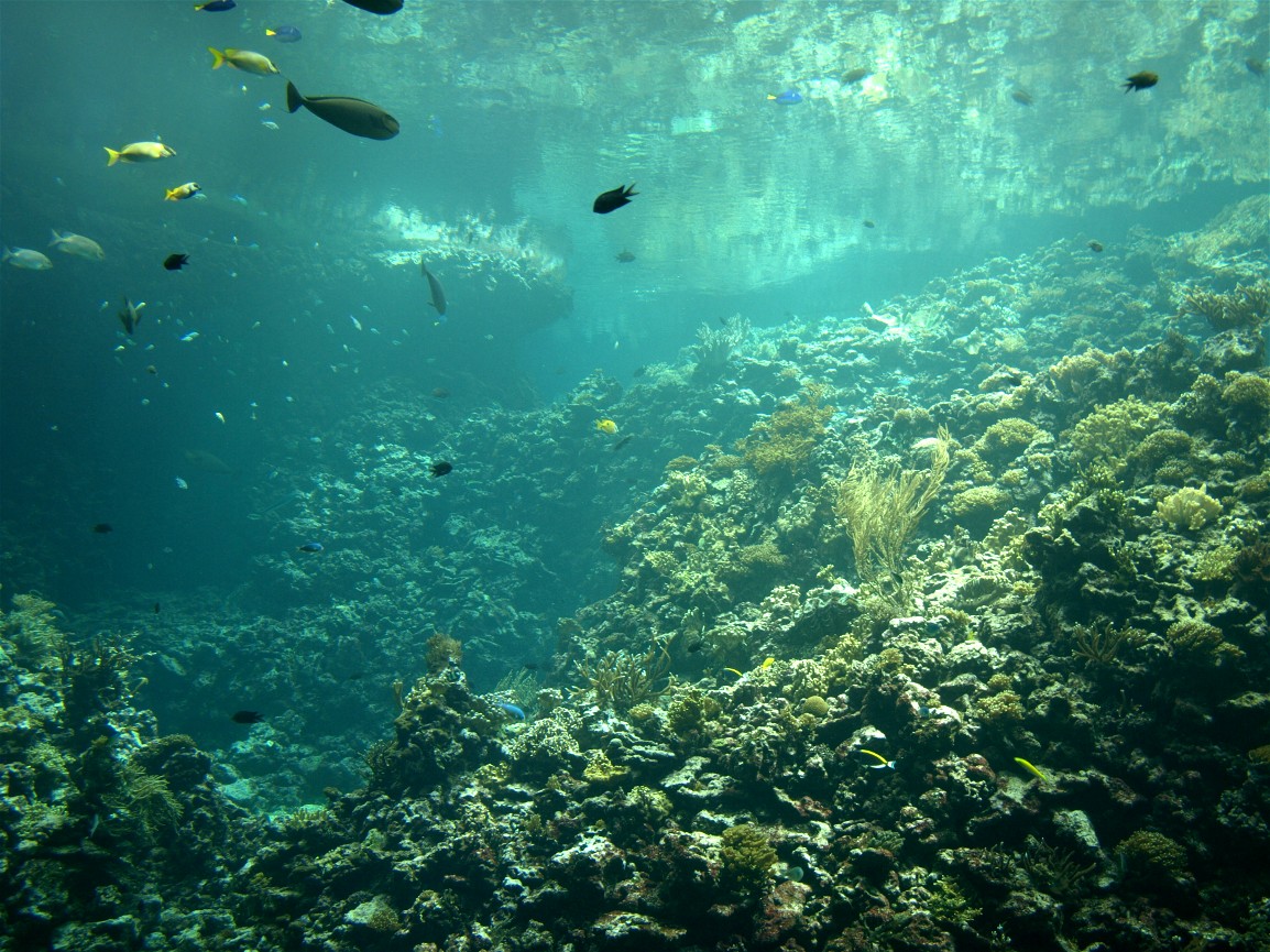 Burgers Ocean - Coral reef