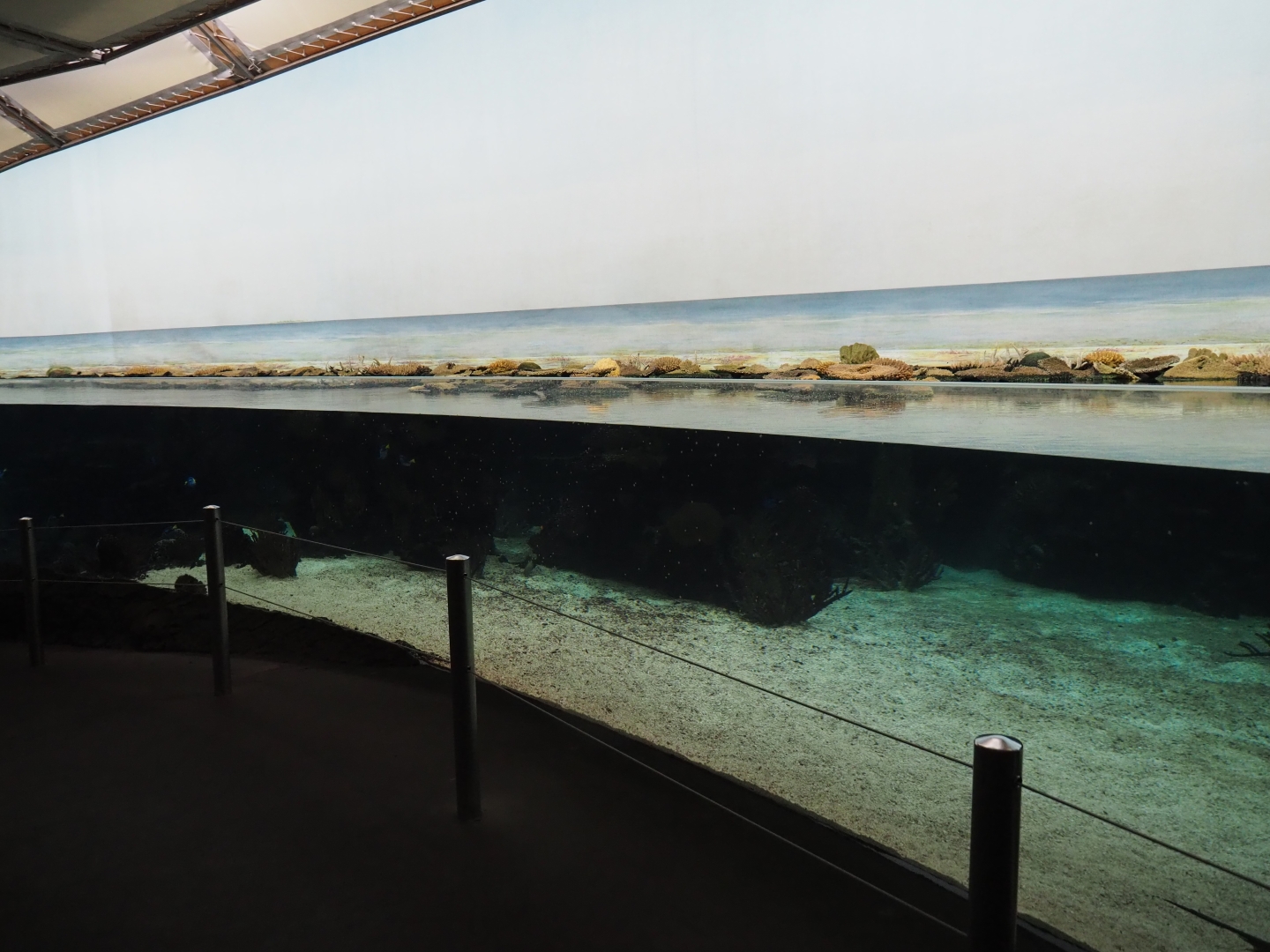 Burgers' Ocean - First lagoon tank (Sep 16th, 2018)