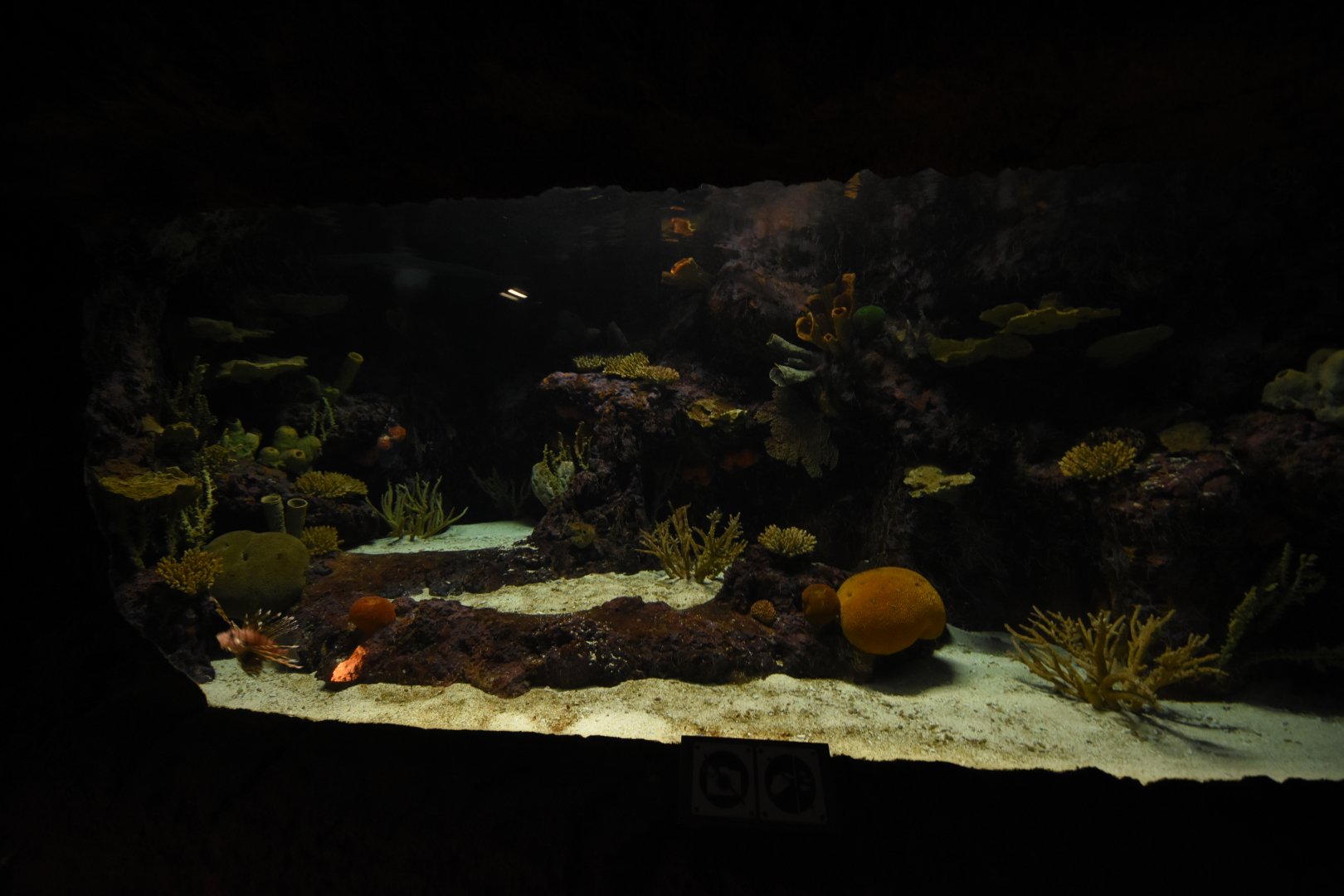 Burgers' Ocean - Lionfish tank