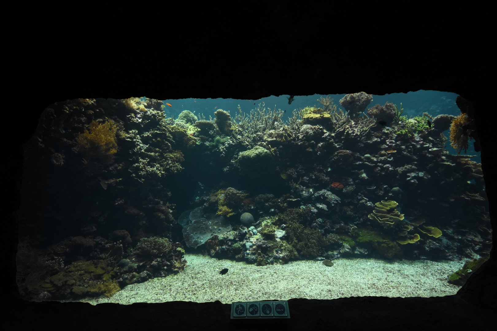 Burgers' Ocean - Living coral reef first viewing window