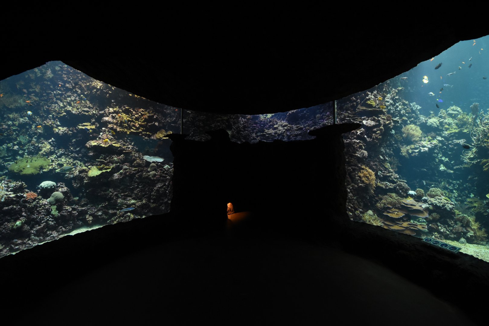 Burgers' Ocean - Living coral reef second viewing window