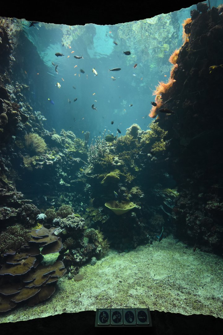 Burgers' Ocean - Living coral reef second viewing window