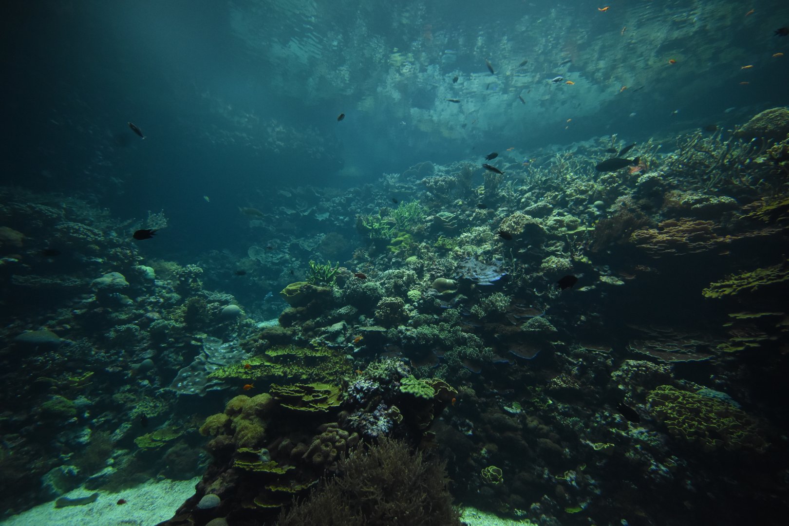 Burgers' Ocean - Living coral reef third viewing window