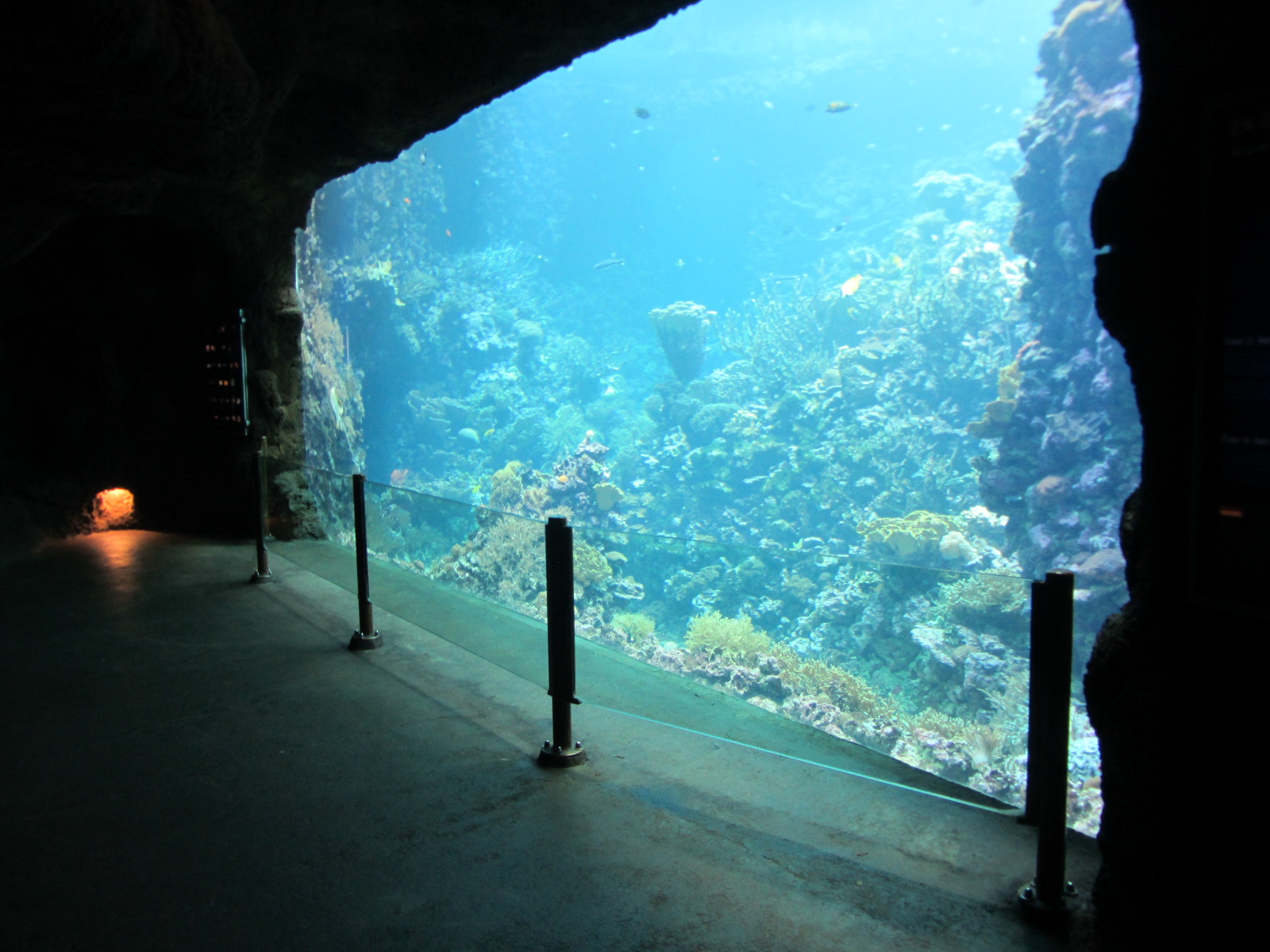 Burgers' Ocean - Living reef tank