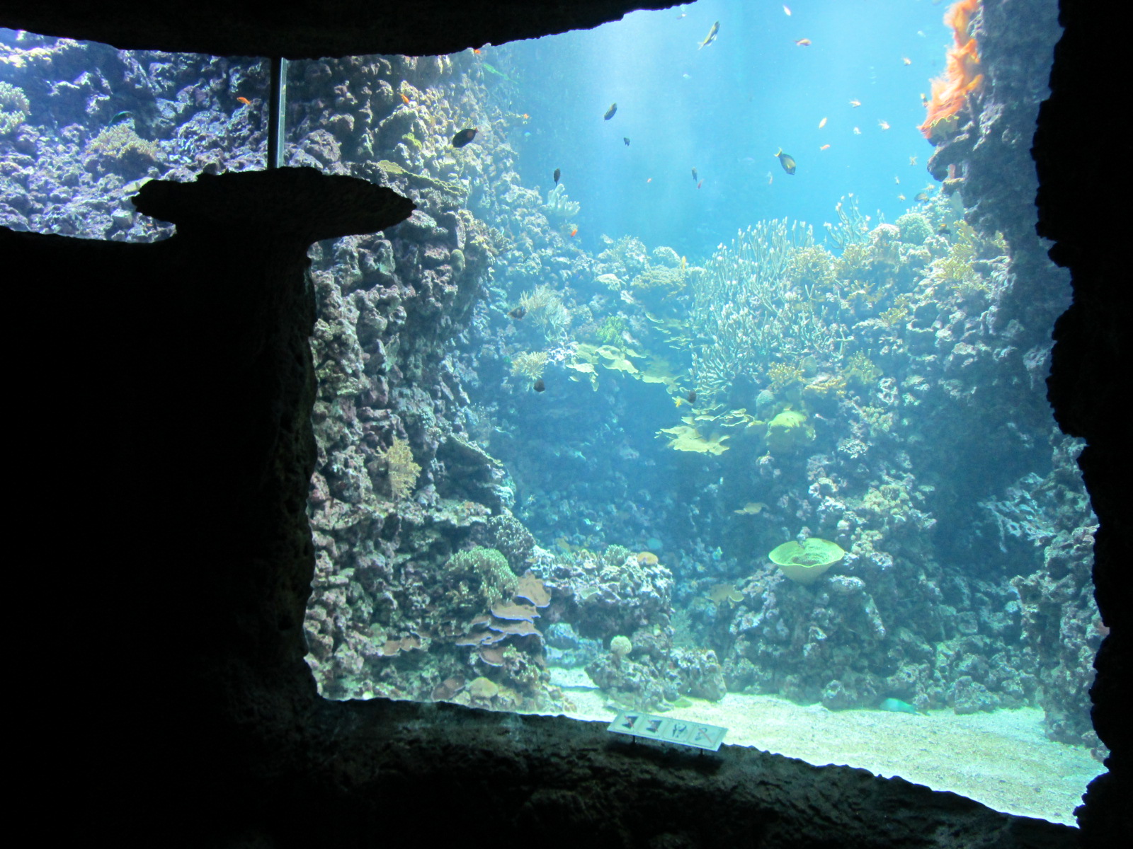 Burgers' Ocean - Living reef