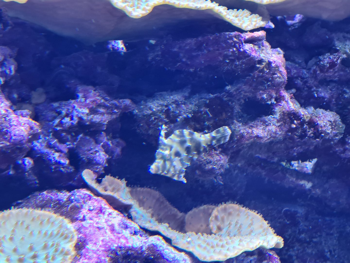 Burgers' Ocean - New file fish