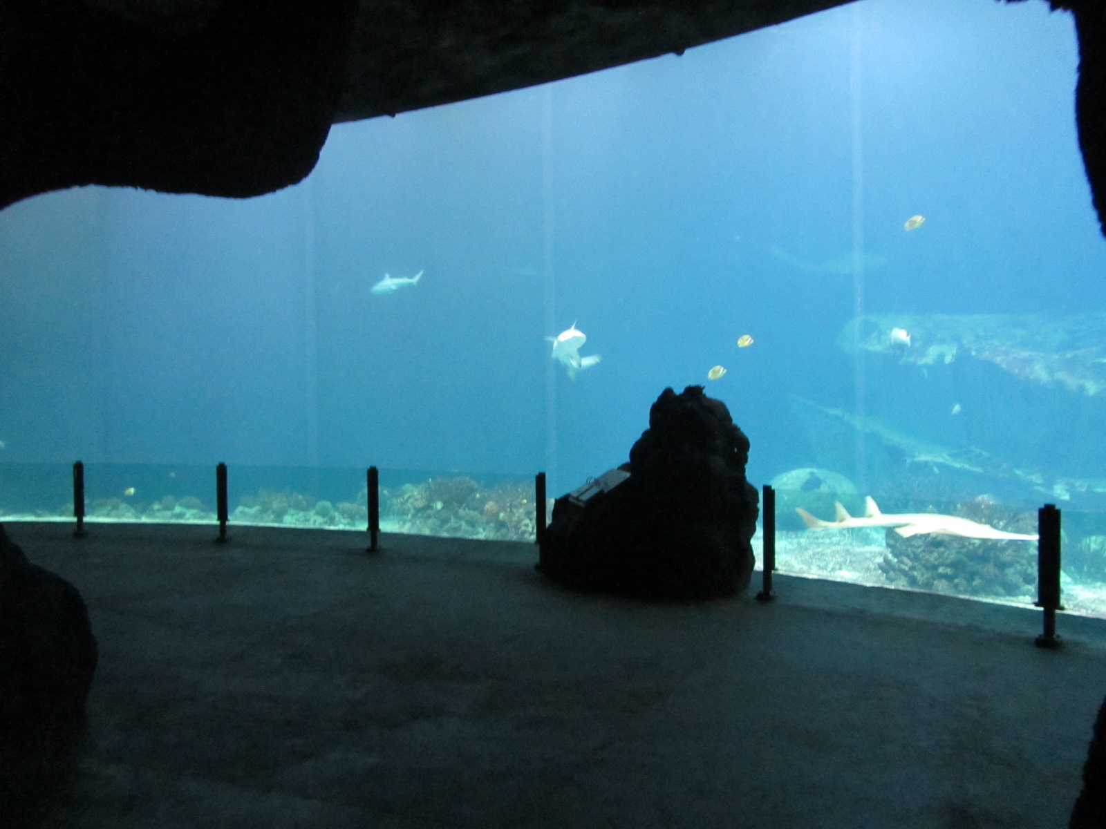 Burgers' Ocean - Open ocean tank