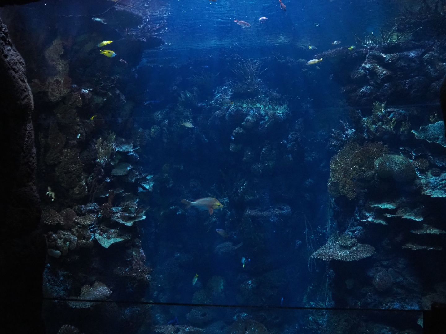Burgers' Ocean - Reef canyon tank (Sep 16th, 2018)