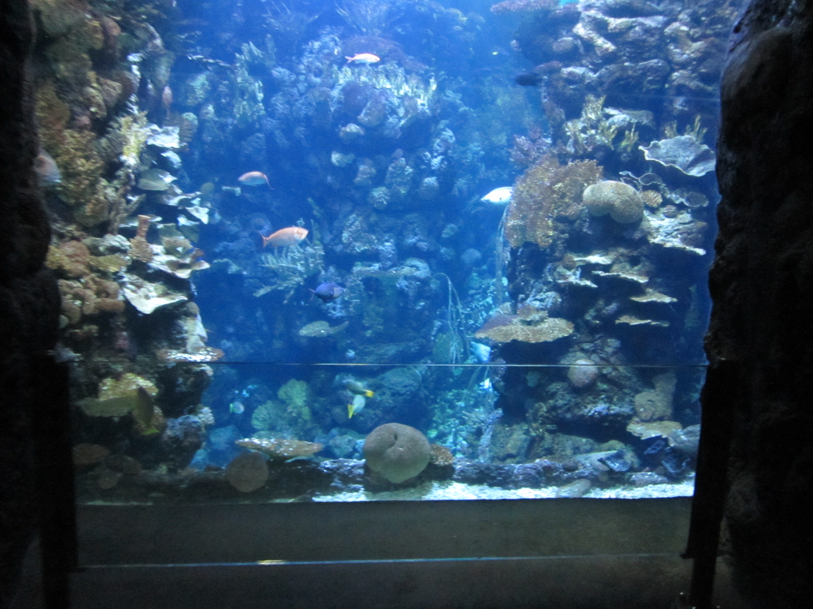 Burgers' Ocean - Reef canyon