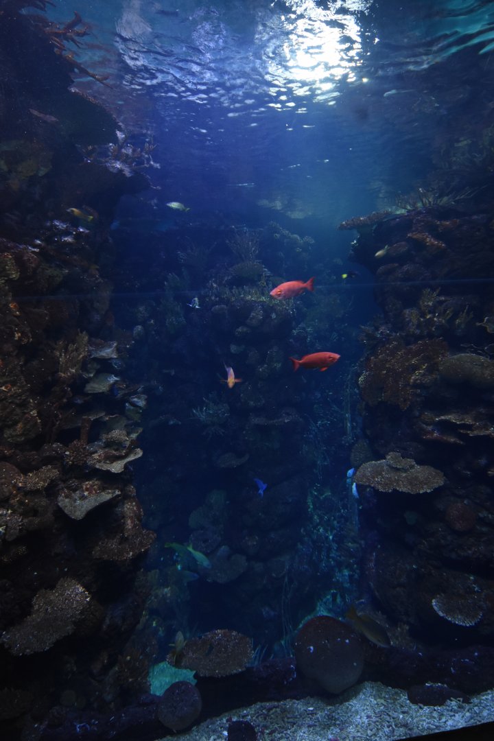 Burgers' Ocean - Reef crevasse 1st viewing window