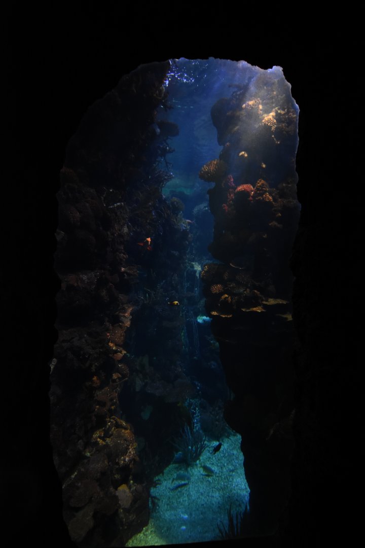 Burgers' Ocean - Reef crevasse 2nd viewing window