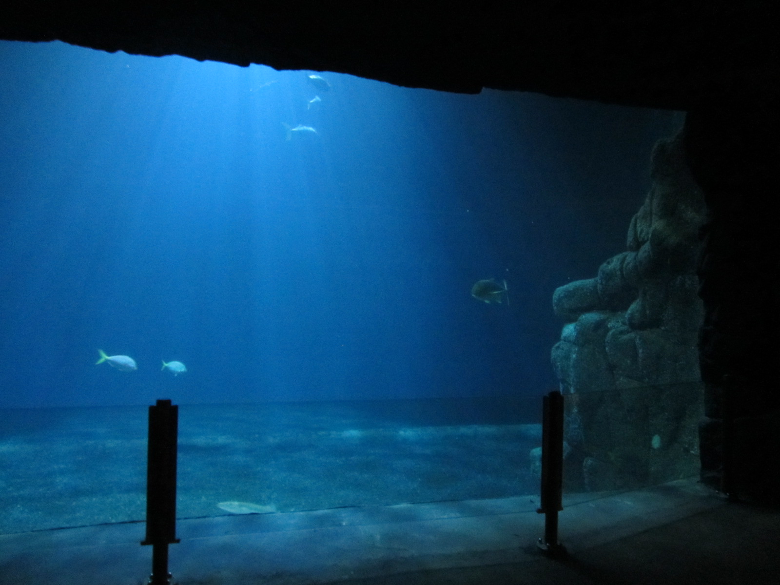 Burgers' Ocean - School fish tank