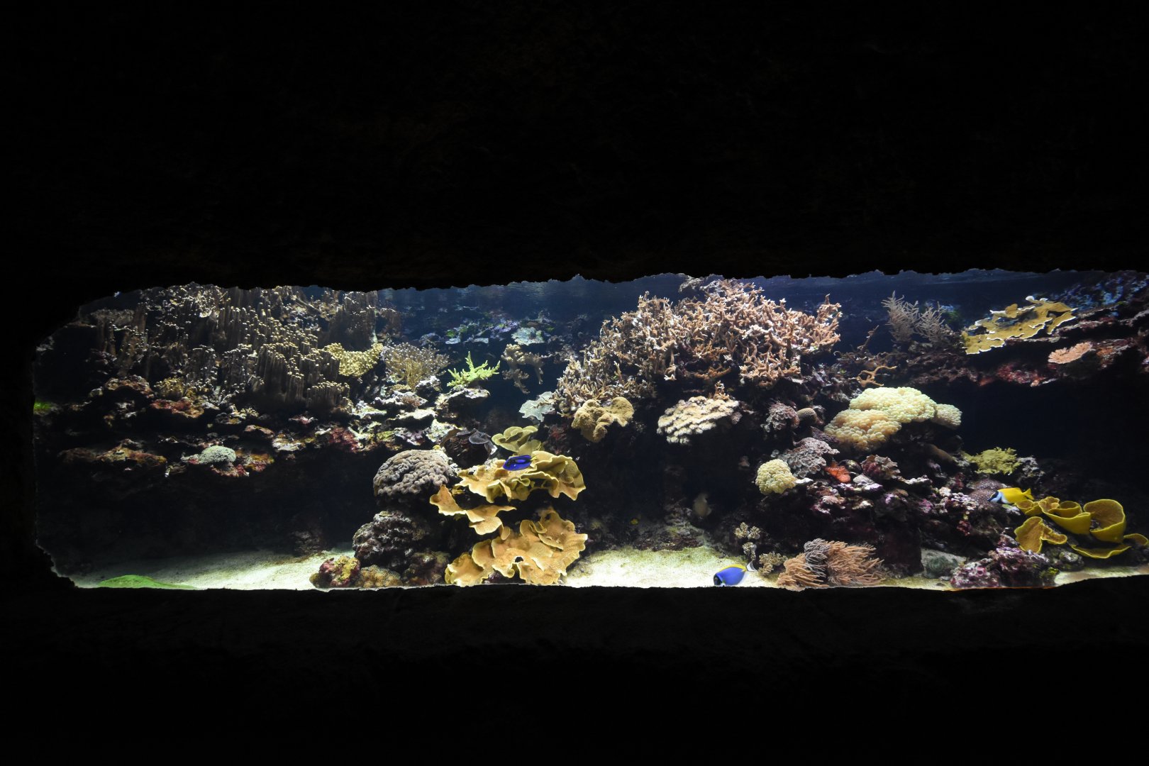 Burgers' Ocean - Smaller coral reef tank