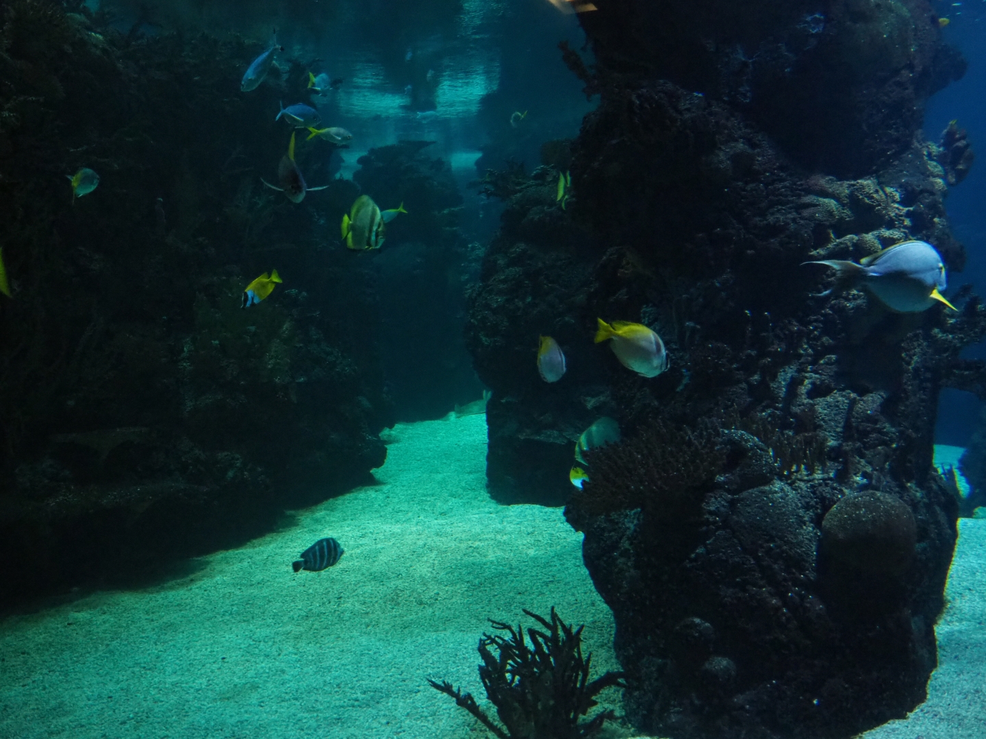 Burgers' Ocean - View into second lagoon tank (Sep 16th, 2018)