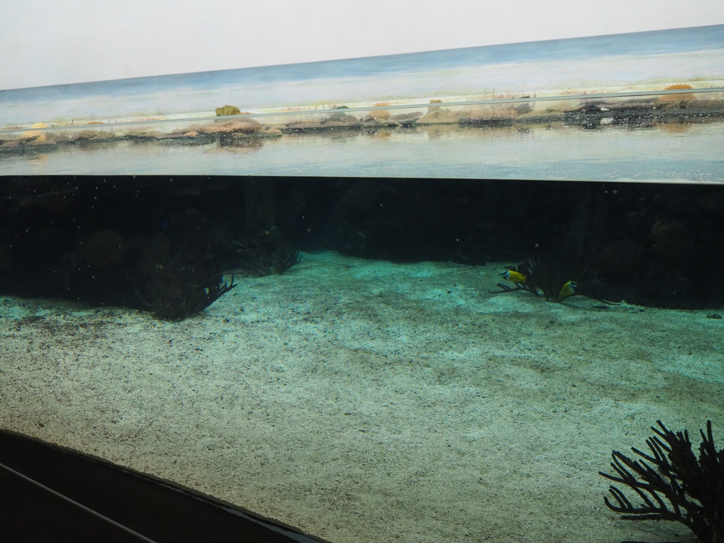 Burgers' Ocean - View into the first lagoon tank (Sep 16th, 2018)
