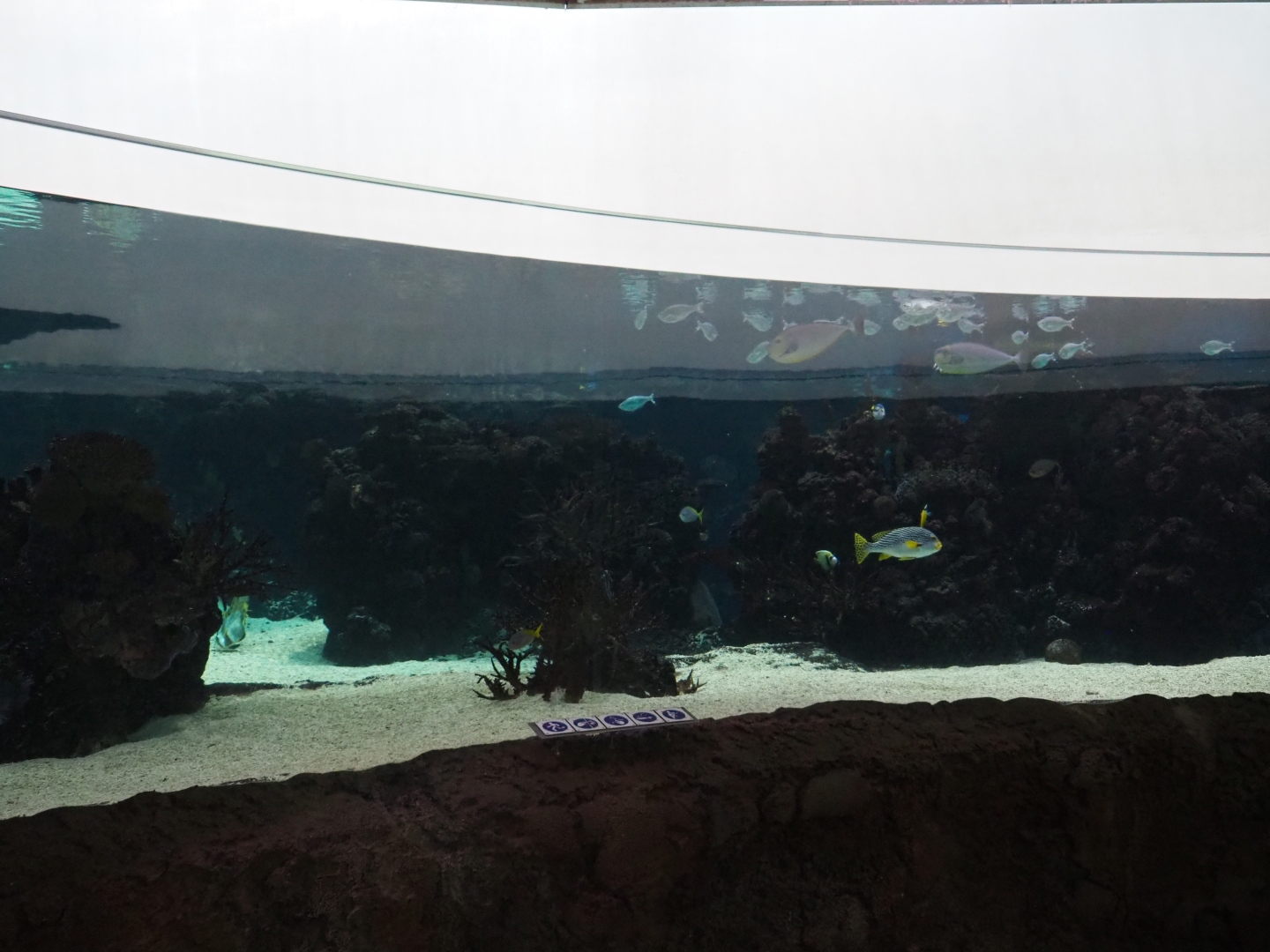 Burgers' Ocean - View of second lagoon tank (Sep 16th, 2018)