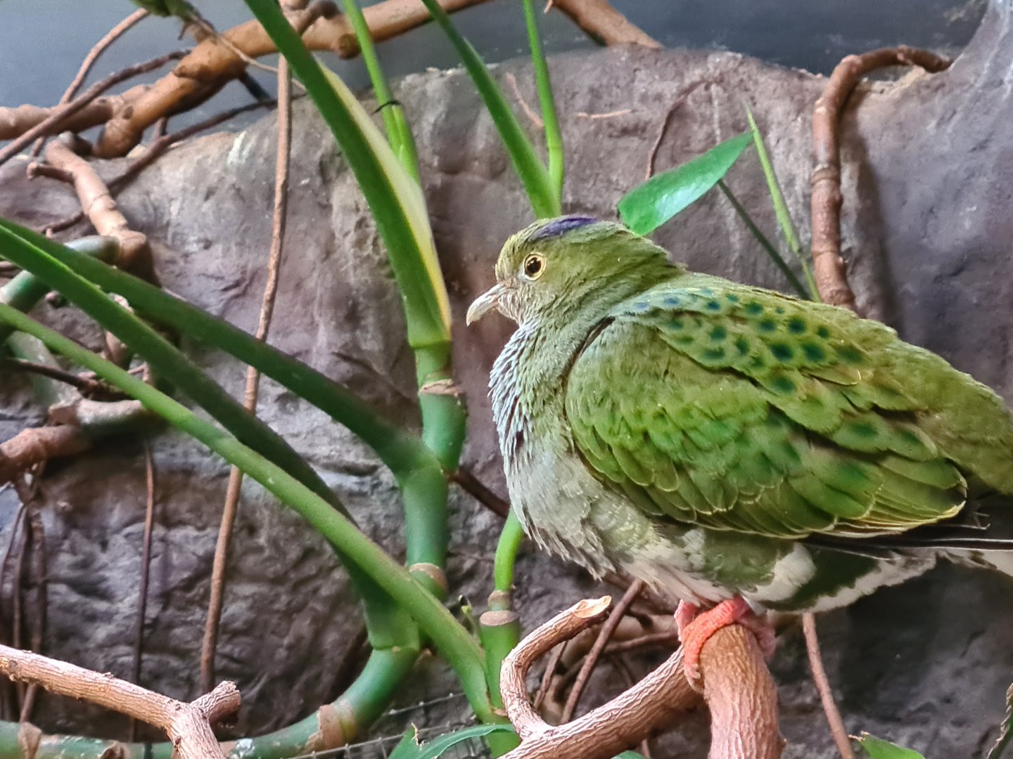 Burgers' Park (Pheasantry) - Young Eastern superb fruit dove