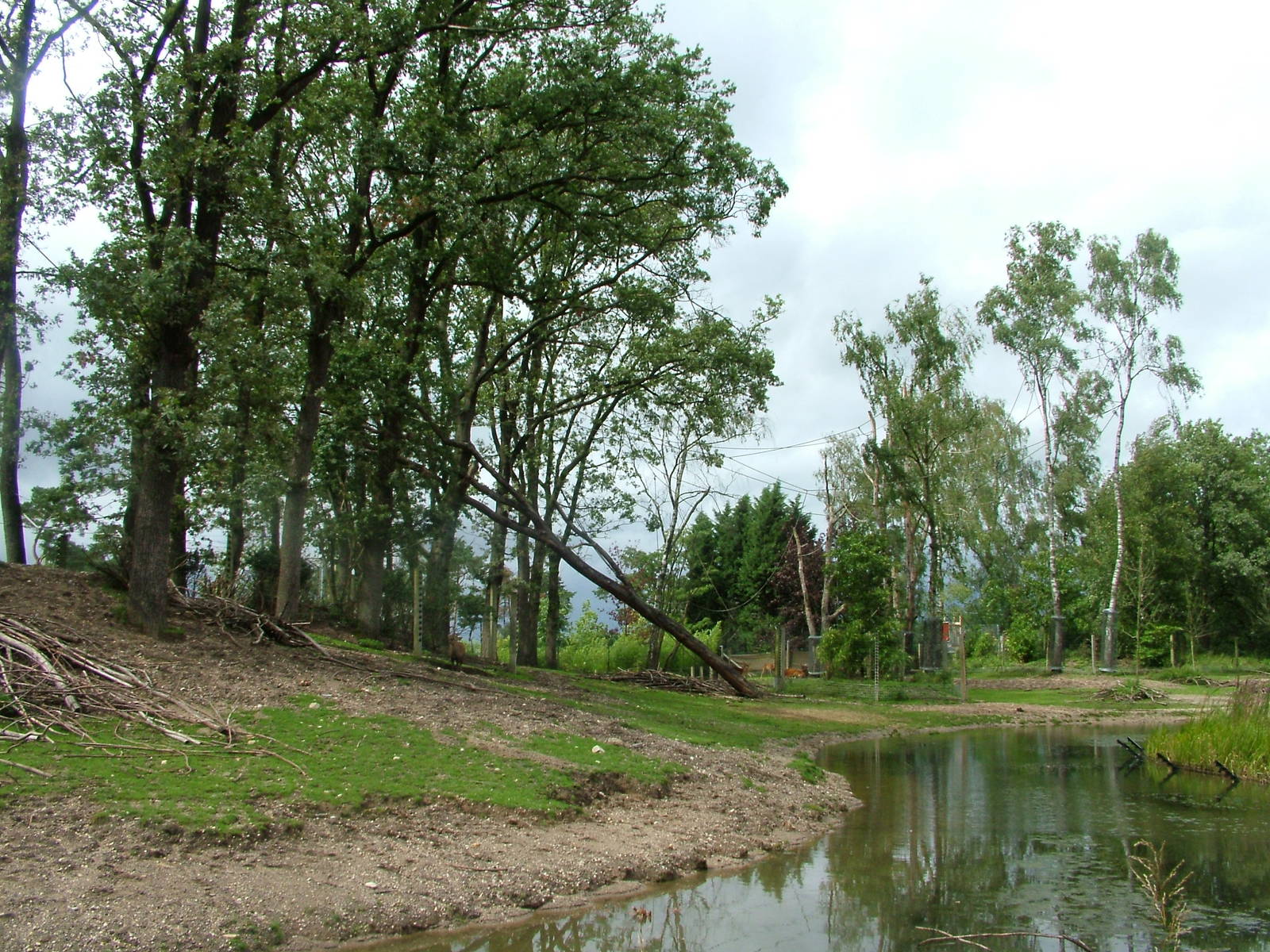 Burgers Rimba at Burgers Zoo Arnhem, 29/08/10