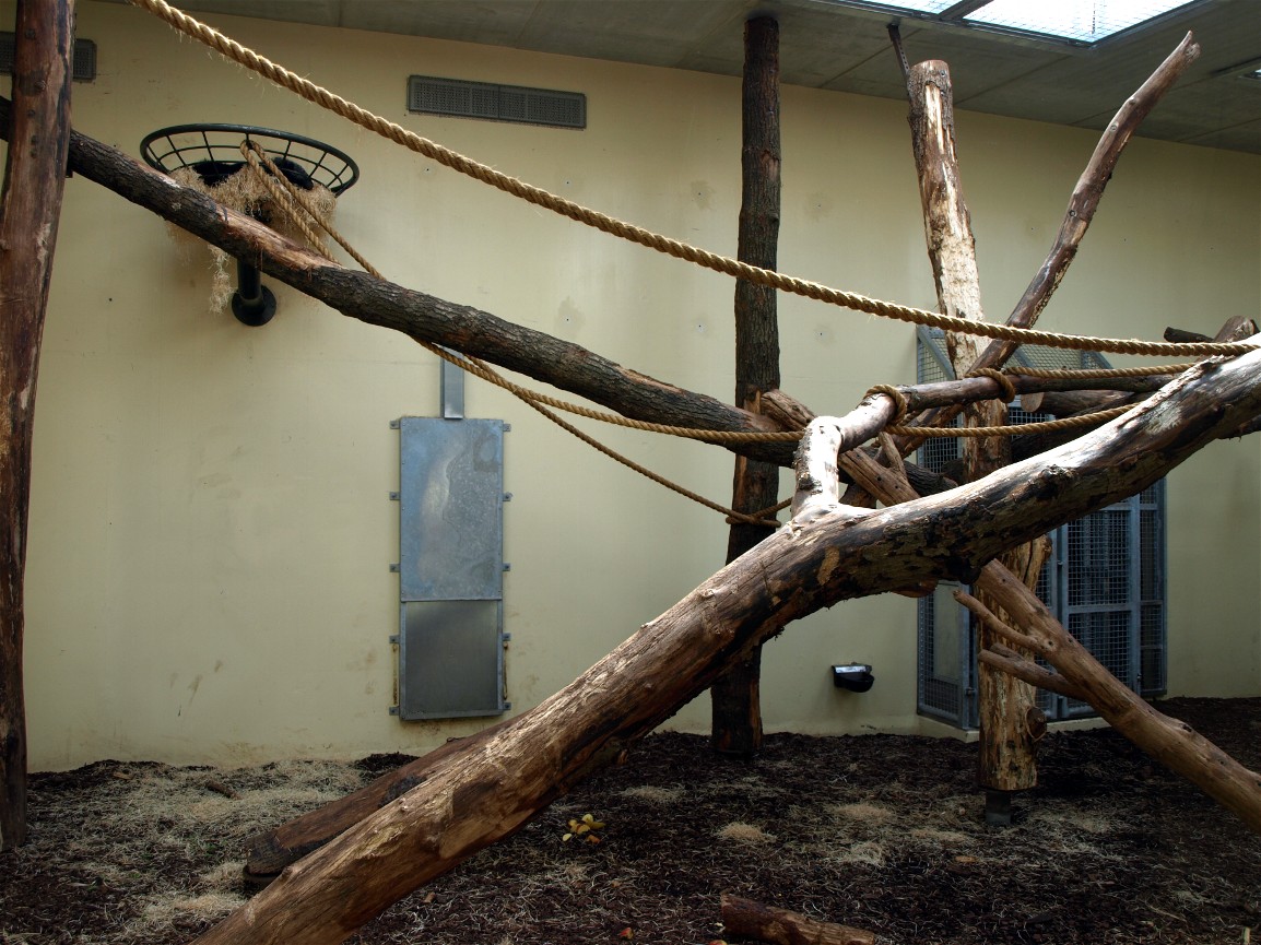 Burgers Rimba - Binturong indoors