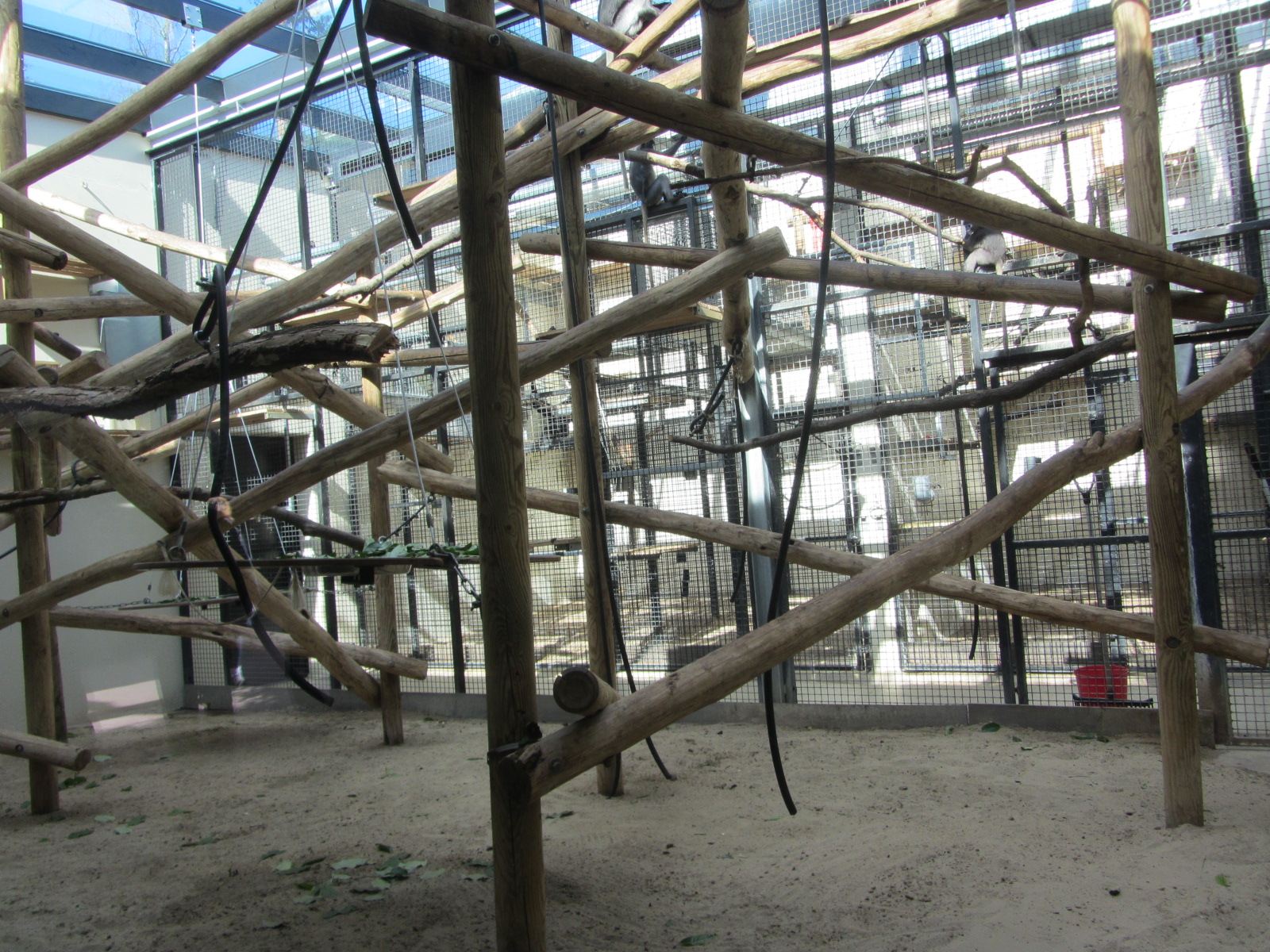 Burgers' Rimba - Leaf monkey/gibbon indoors