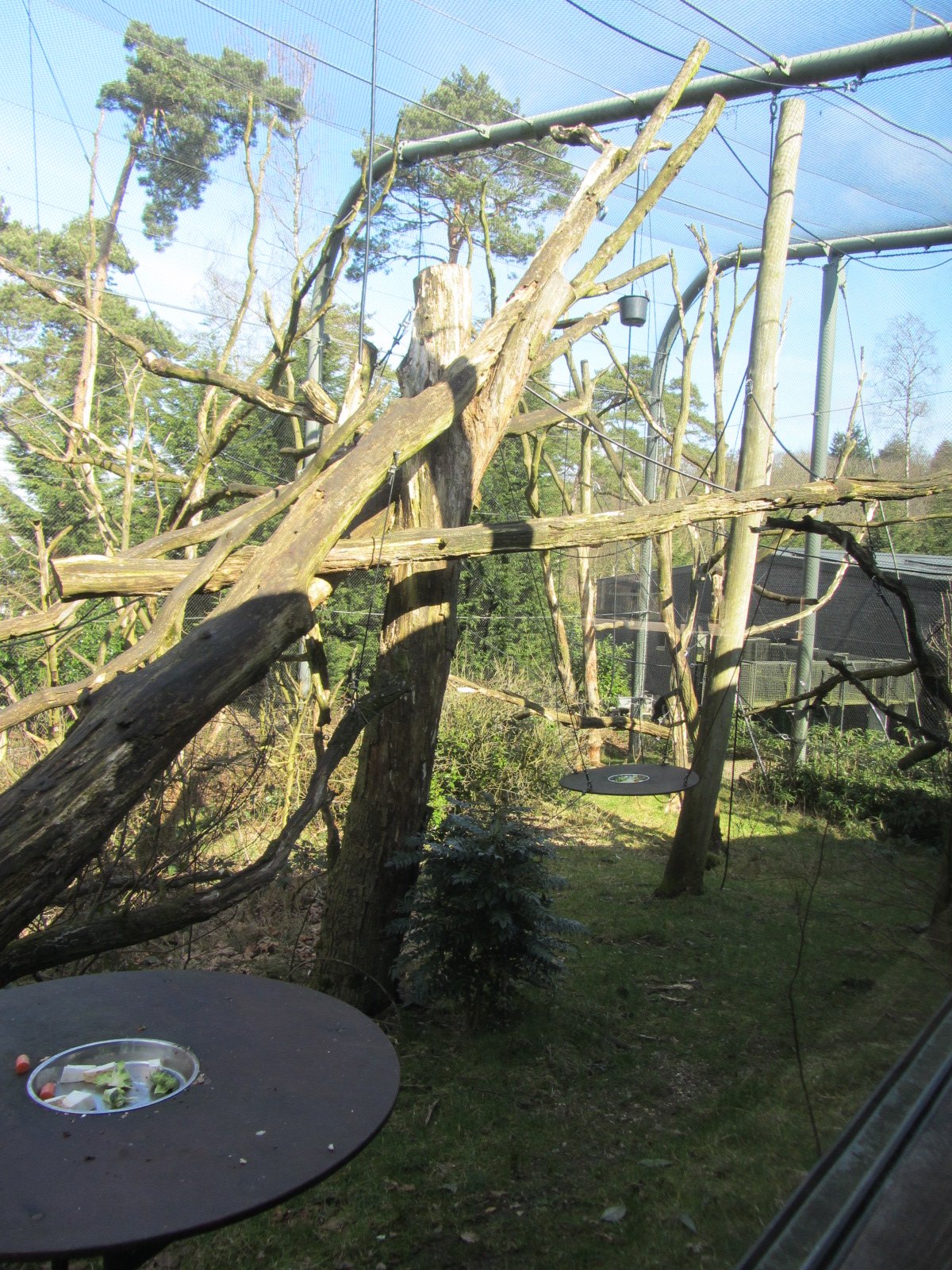 Burgers' Rimba - Leaf monkey/gibbon outdoors