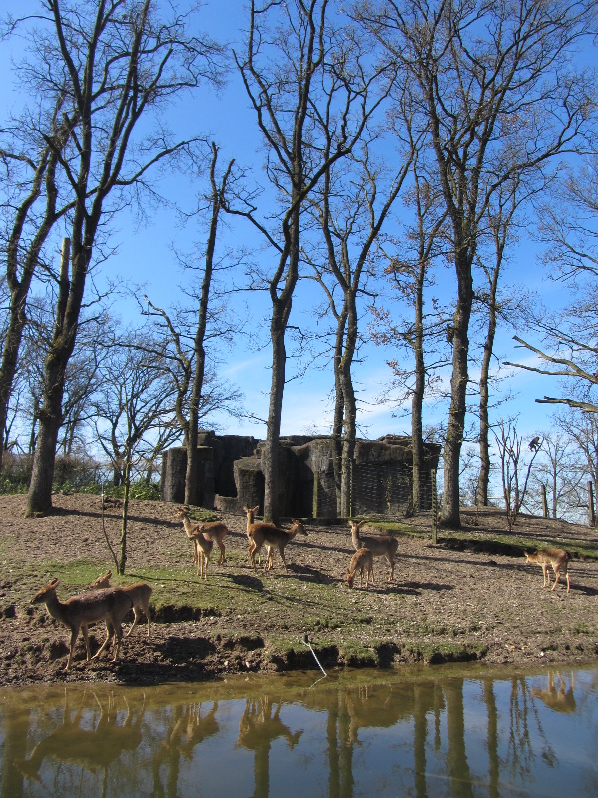 Burgers' Rimba - Main paddock