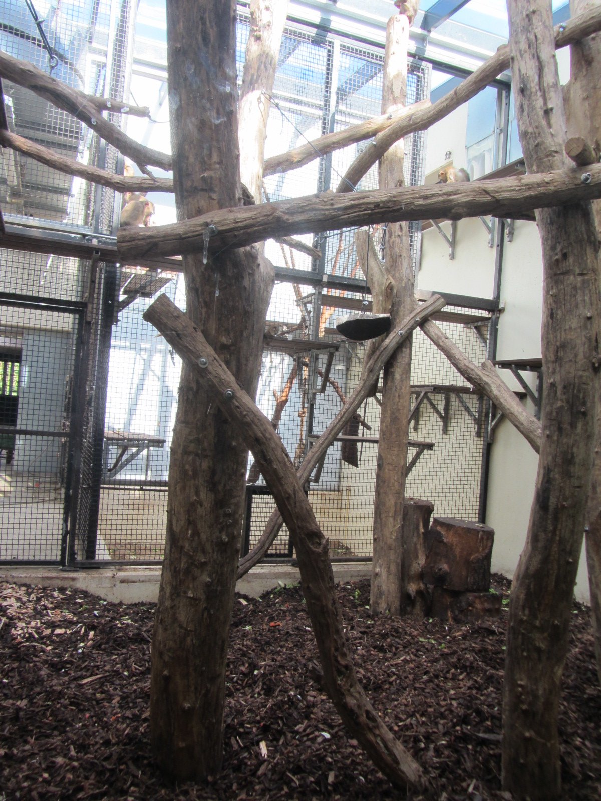 Burgers' Rimba - Pig-tailed macaque indoors